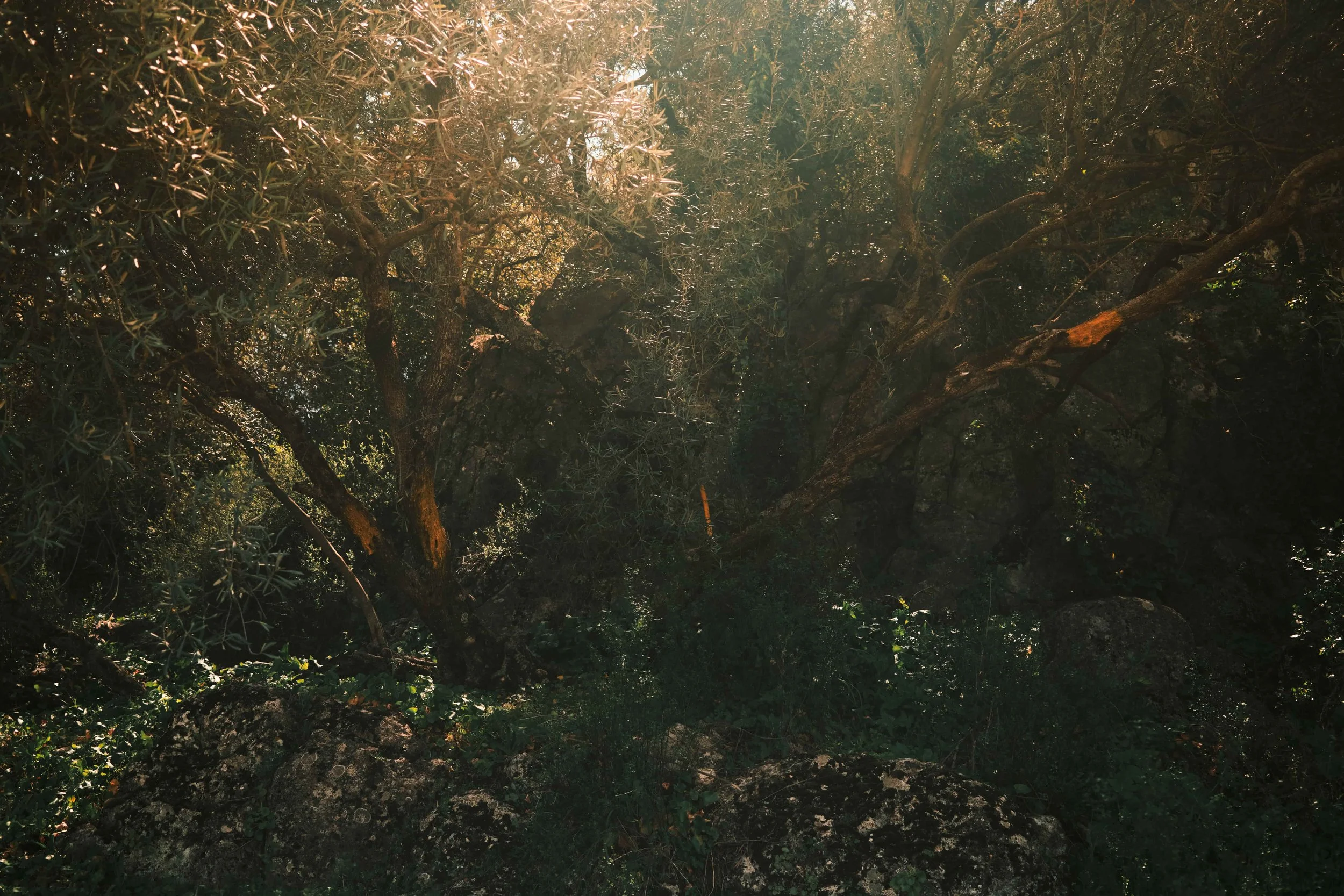 Image Compressor DSCF0536.jpg