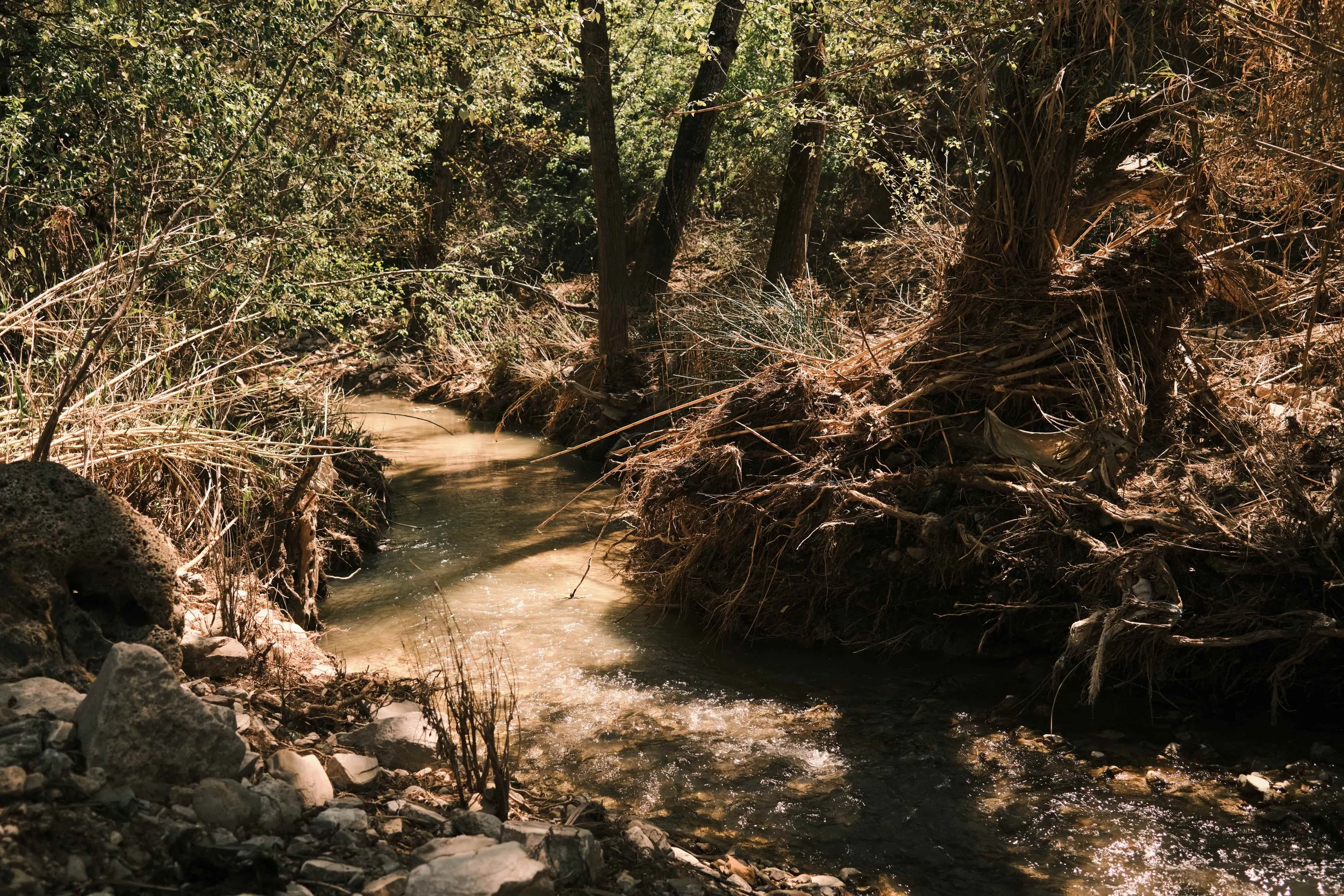 Image Compressor DSCF0293.jpg