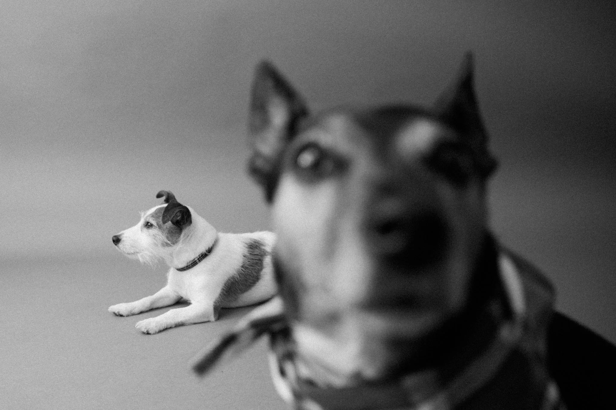 Harrisonburg/Virgina Pet Photographer