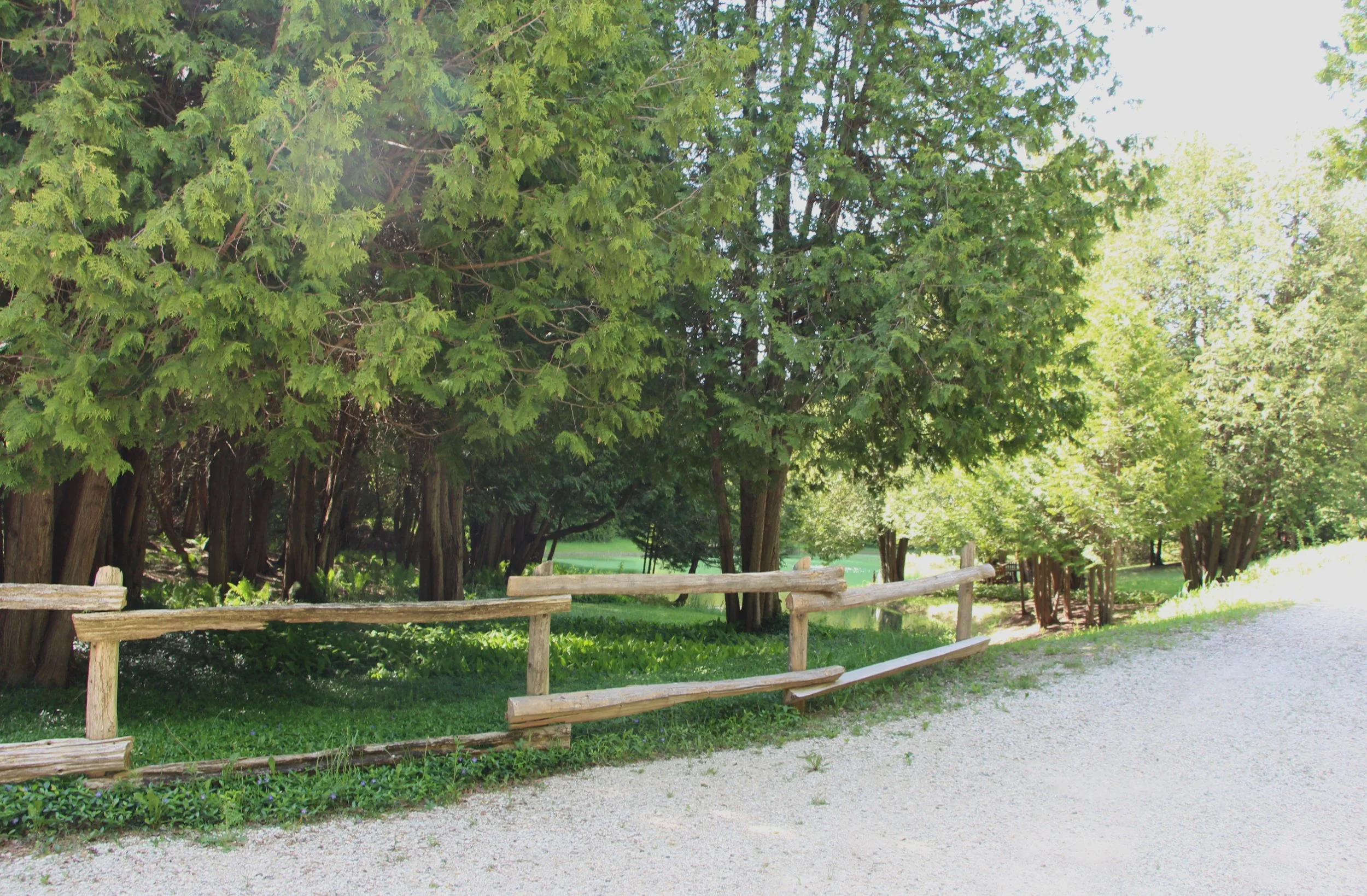 pond 1.jpg