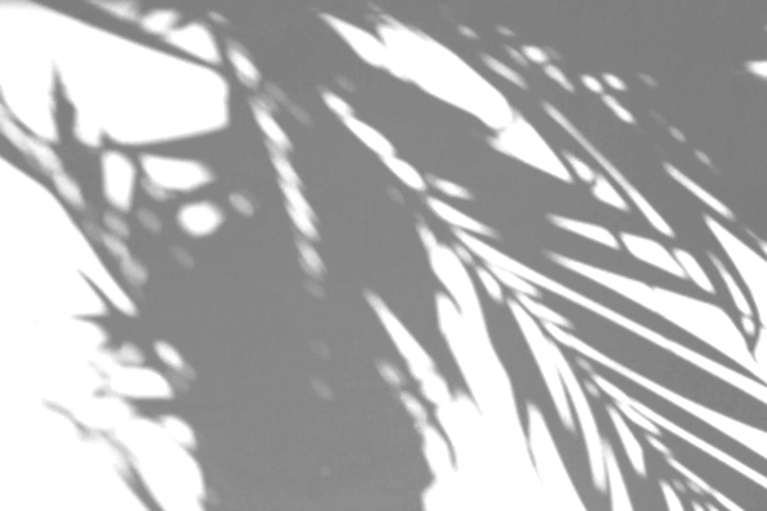 Shadow of palm leaves on a wall