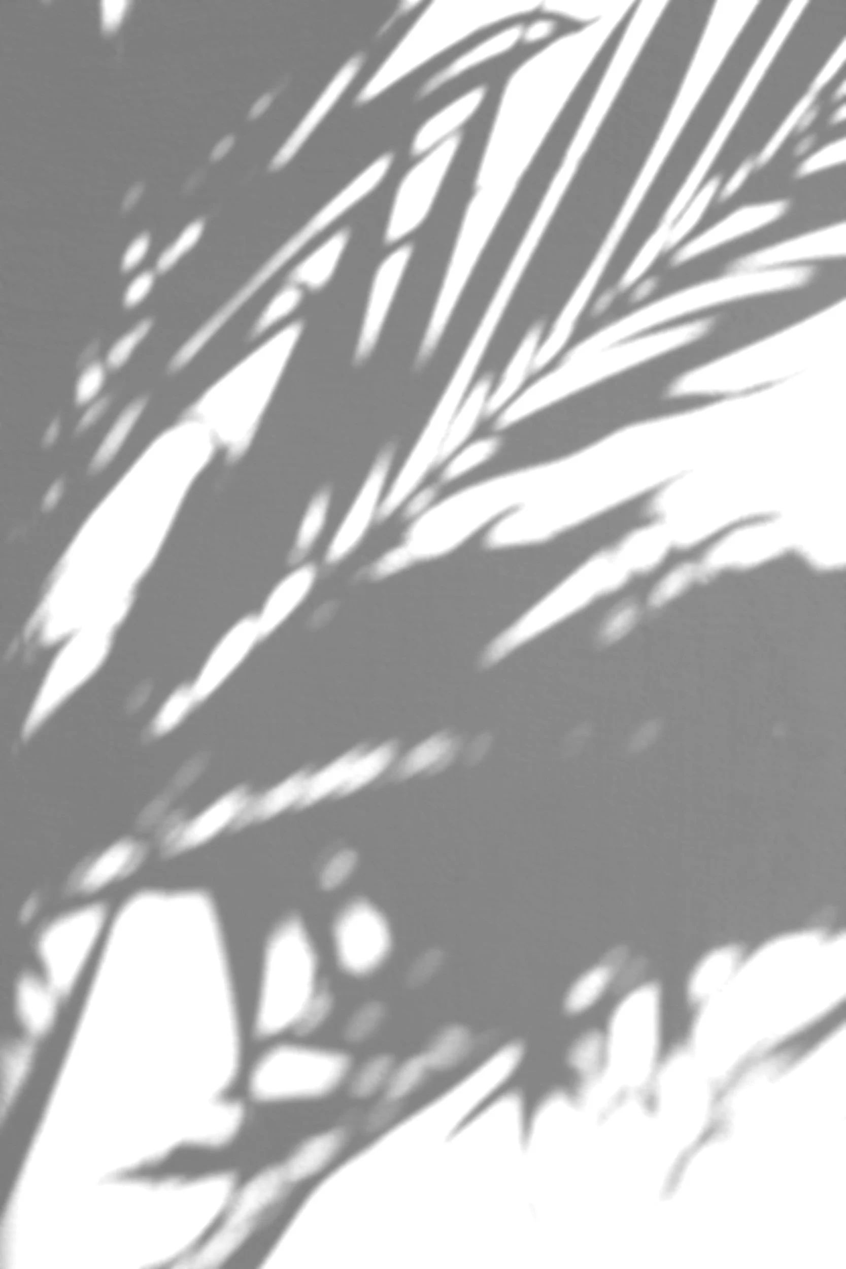 Palm leaf shadows on a white wall.