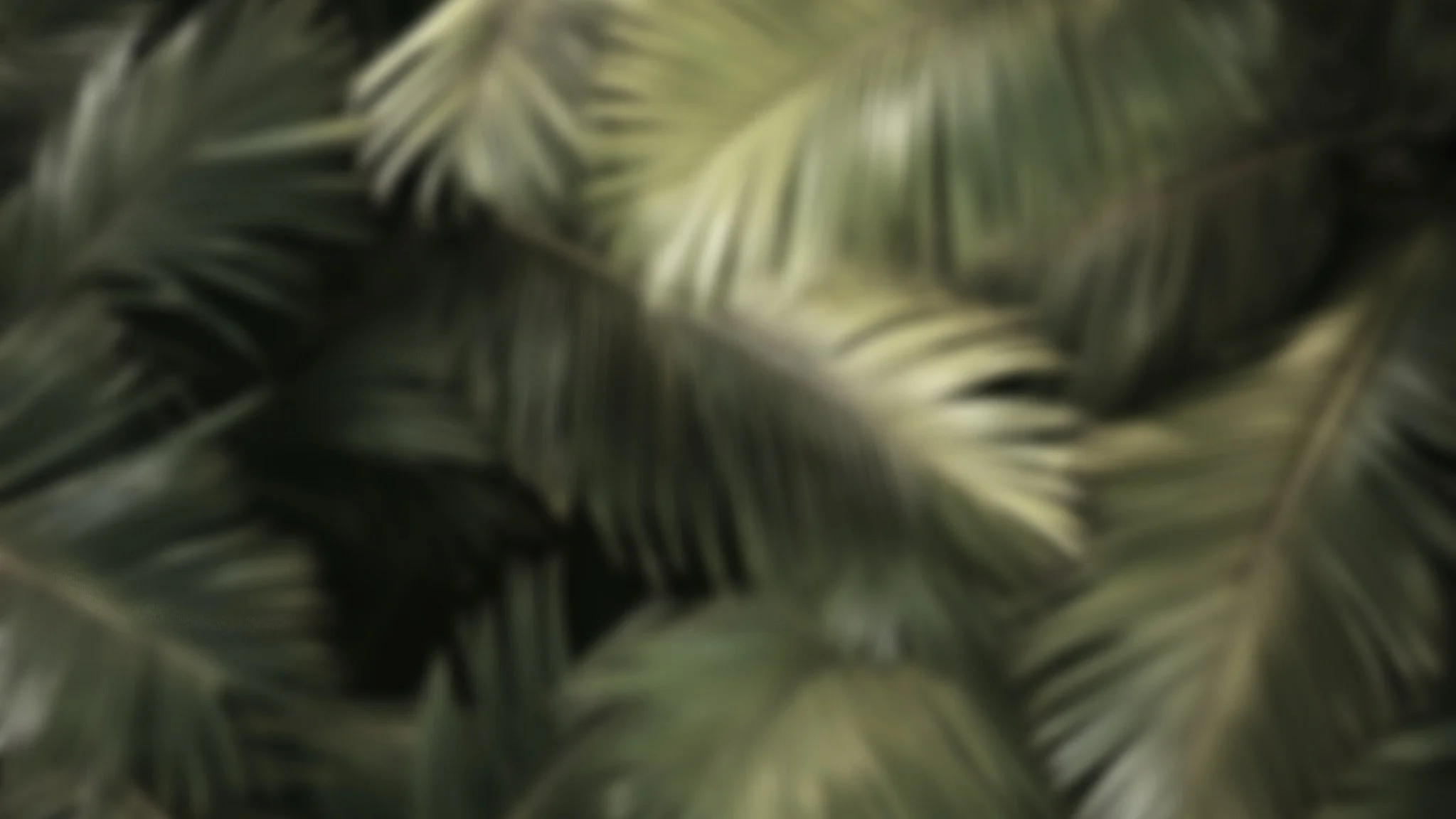 Blurred palm leaves