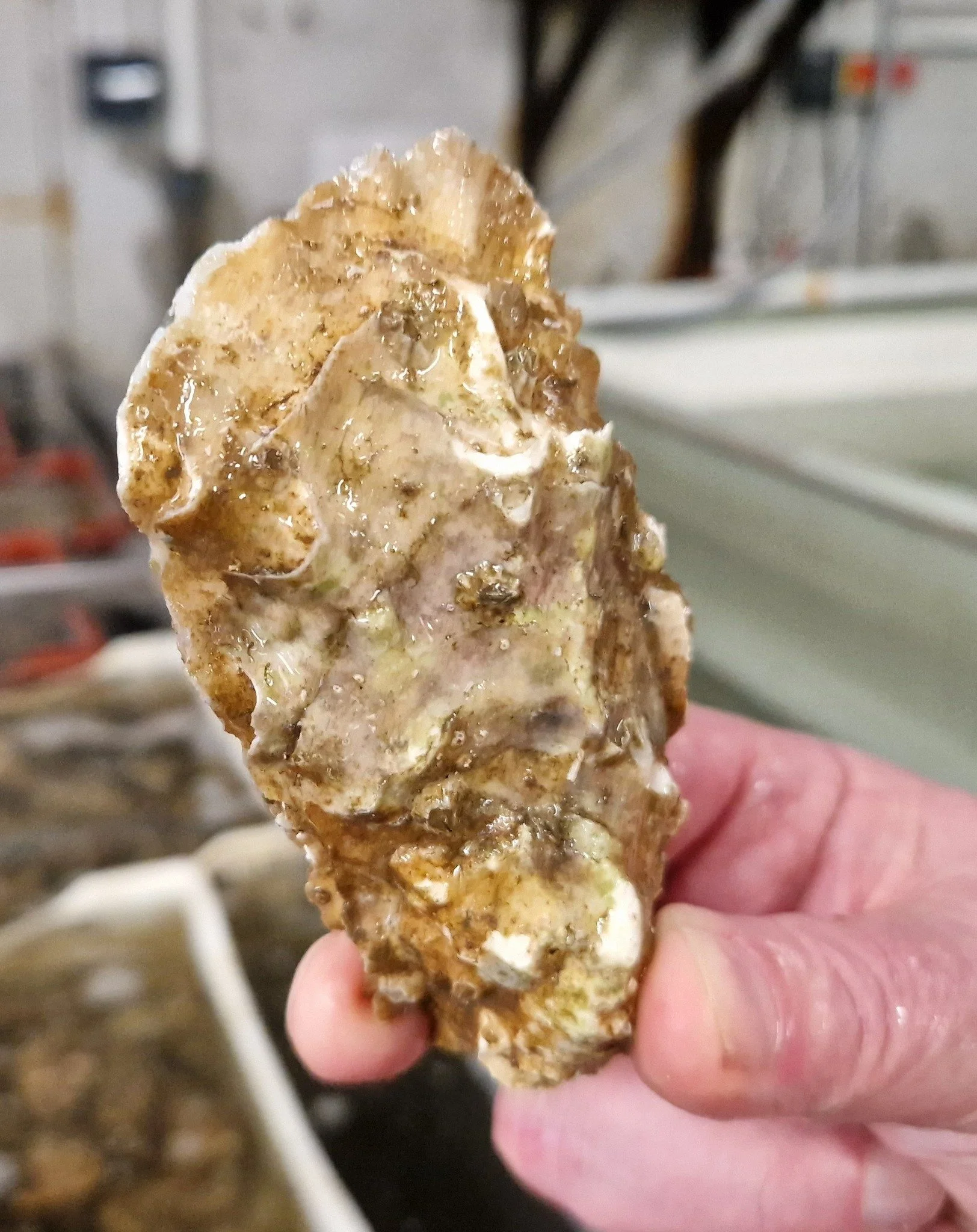 cumbrae oysters 3.jpg