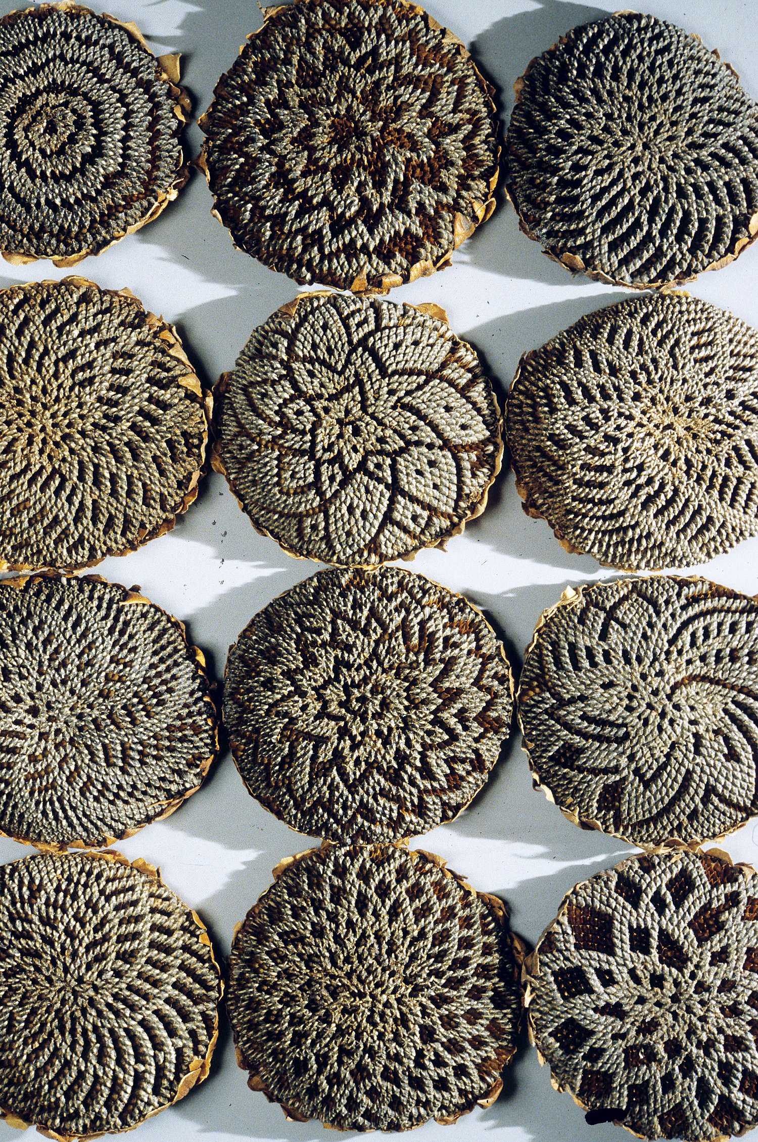 Sunflowers Grid (Detail), 78 x 70 x 3 inches, dried sunflower heads, 1999