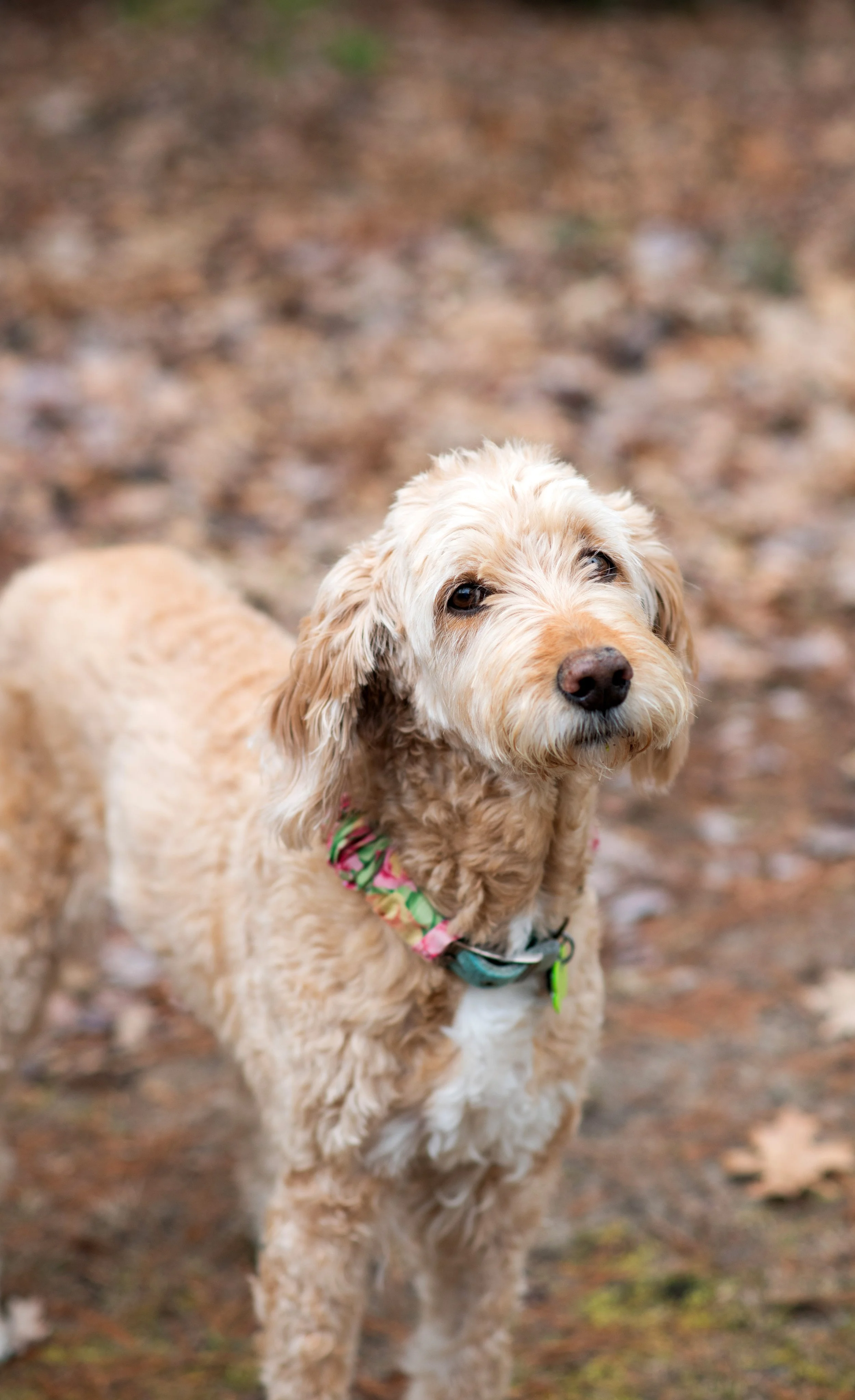 A cute, light-colored dog with curly fur and floppy ears wearing a colorful collar standing outdoors on a leaf-covered ground.