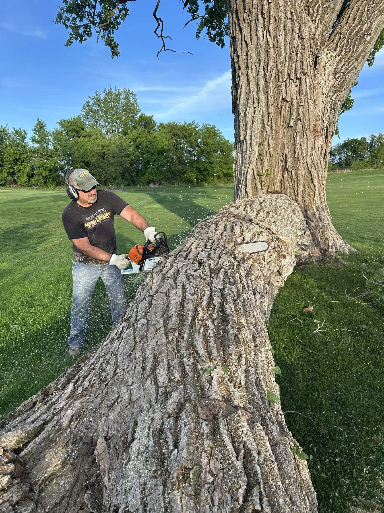 tree-removal-3.jpg