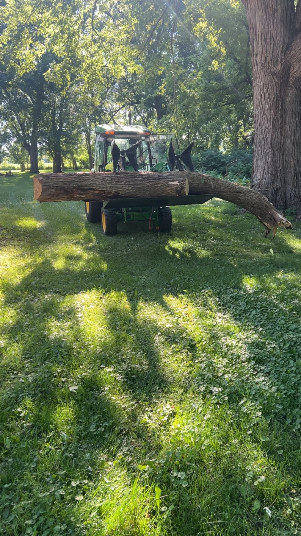tree-removal-10.jpg