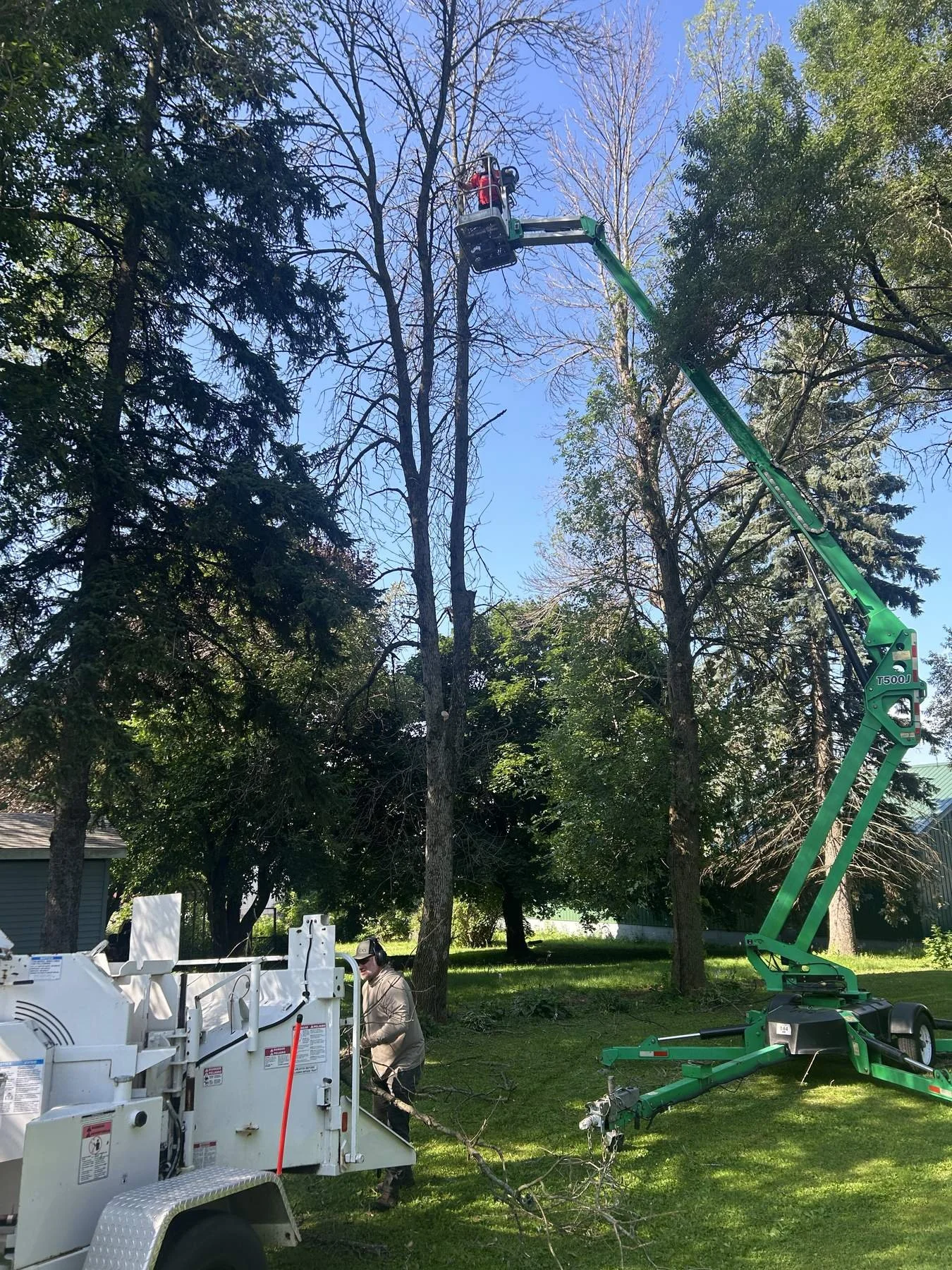 tree-removal-8.jpg