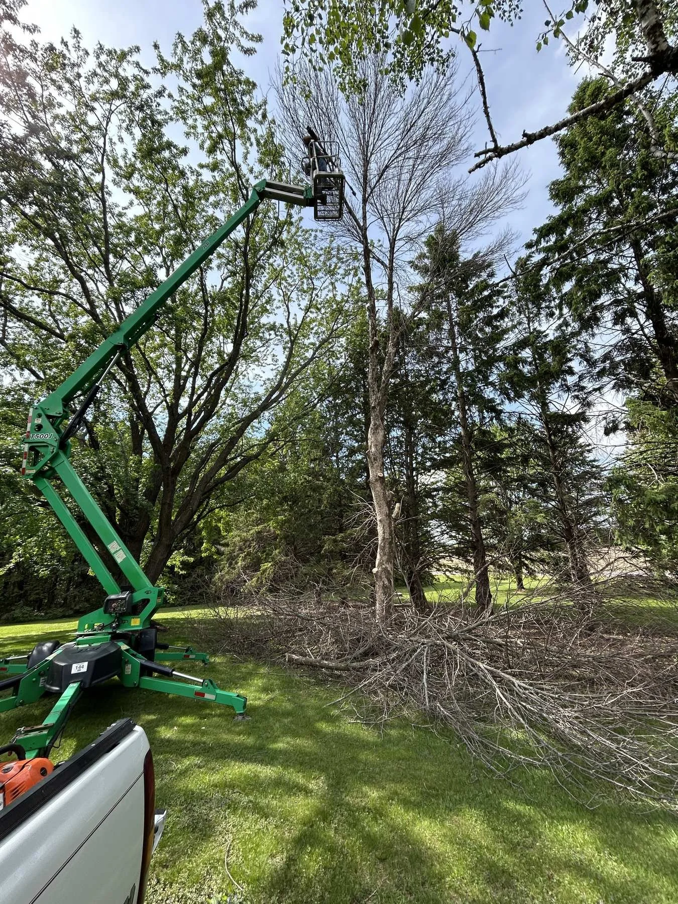 tree-removal-7.jpg