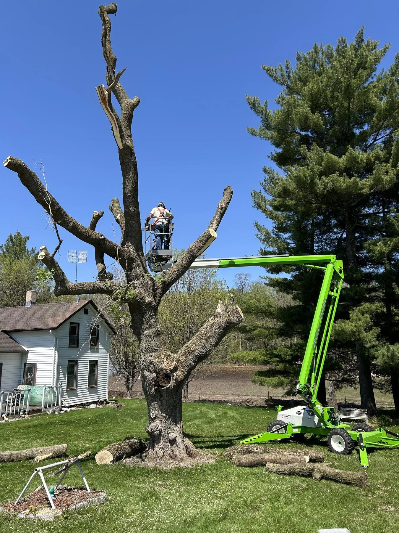 tree-removal-2.jpg