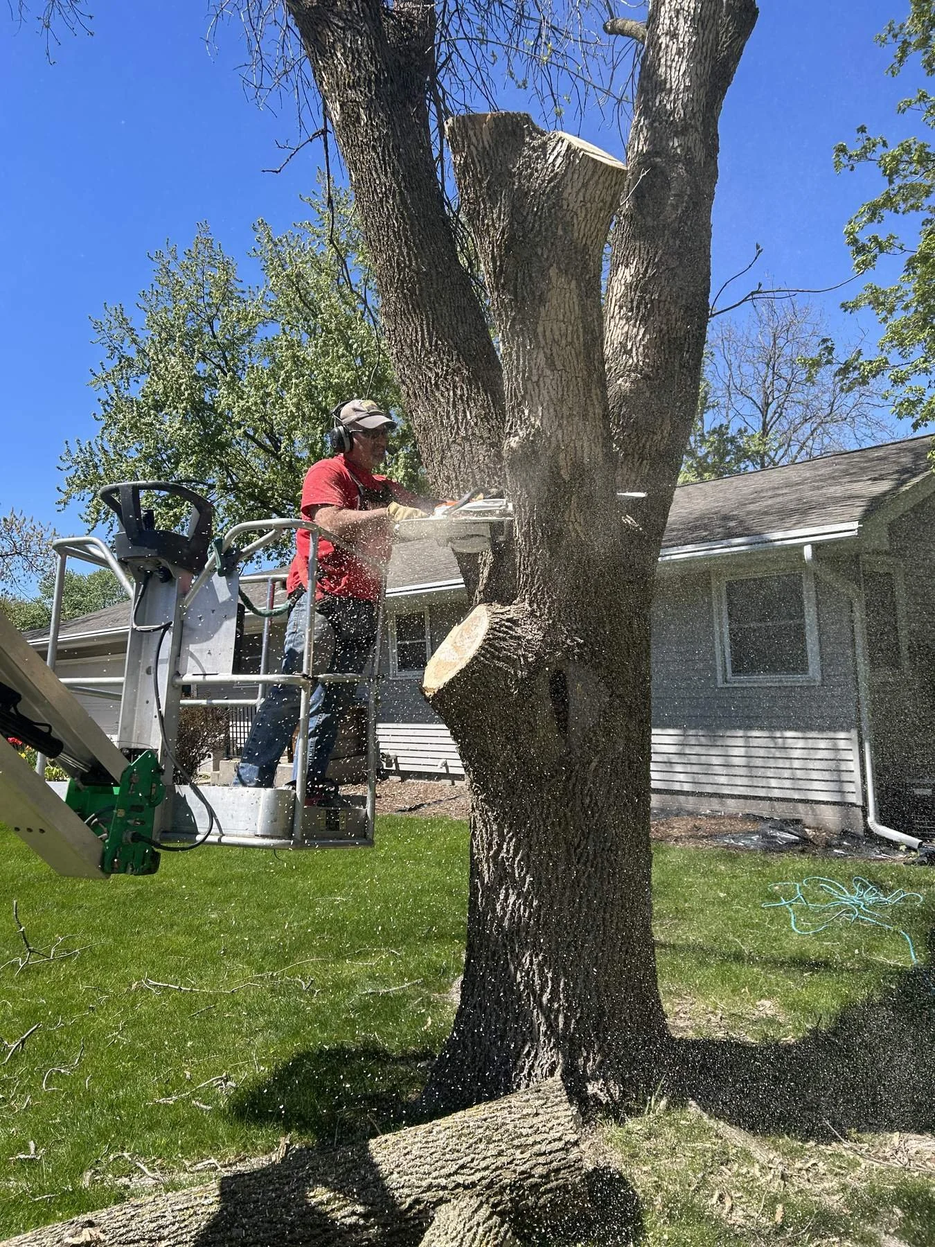 tree-removal-6.jpg
