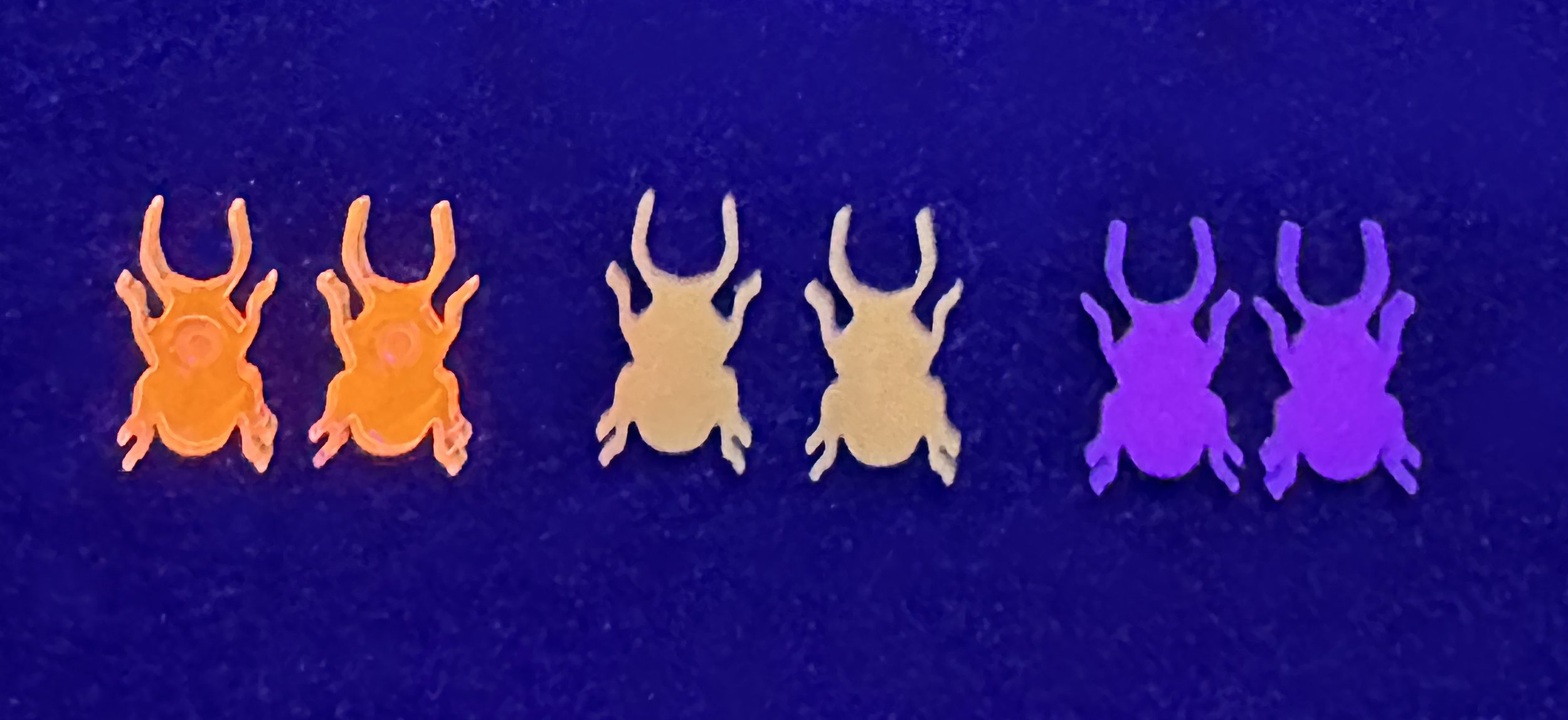 beetle stud.jpg