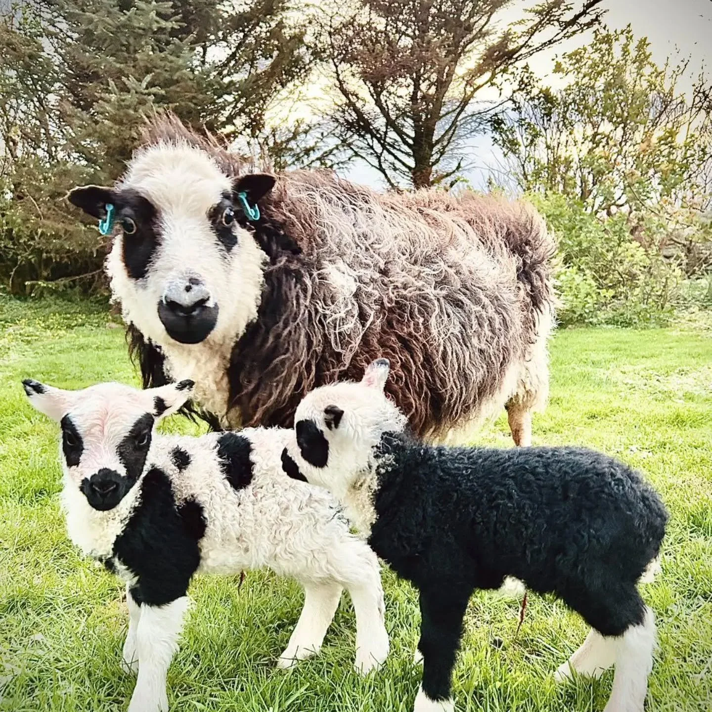 Being in Shetland and interested in yarny things makes a person reflect on the role of sheep in rural life.  Here, it's not uncommon to hear crofters draw a distinction between Shetland breed sheep and Commercial breeds.  The Shetland sheep are small