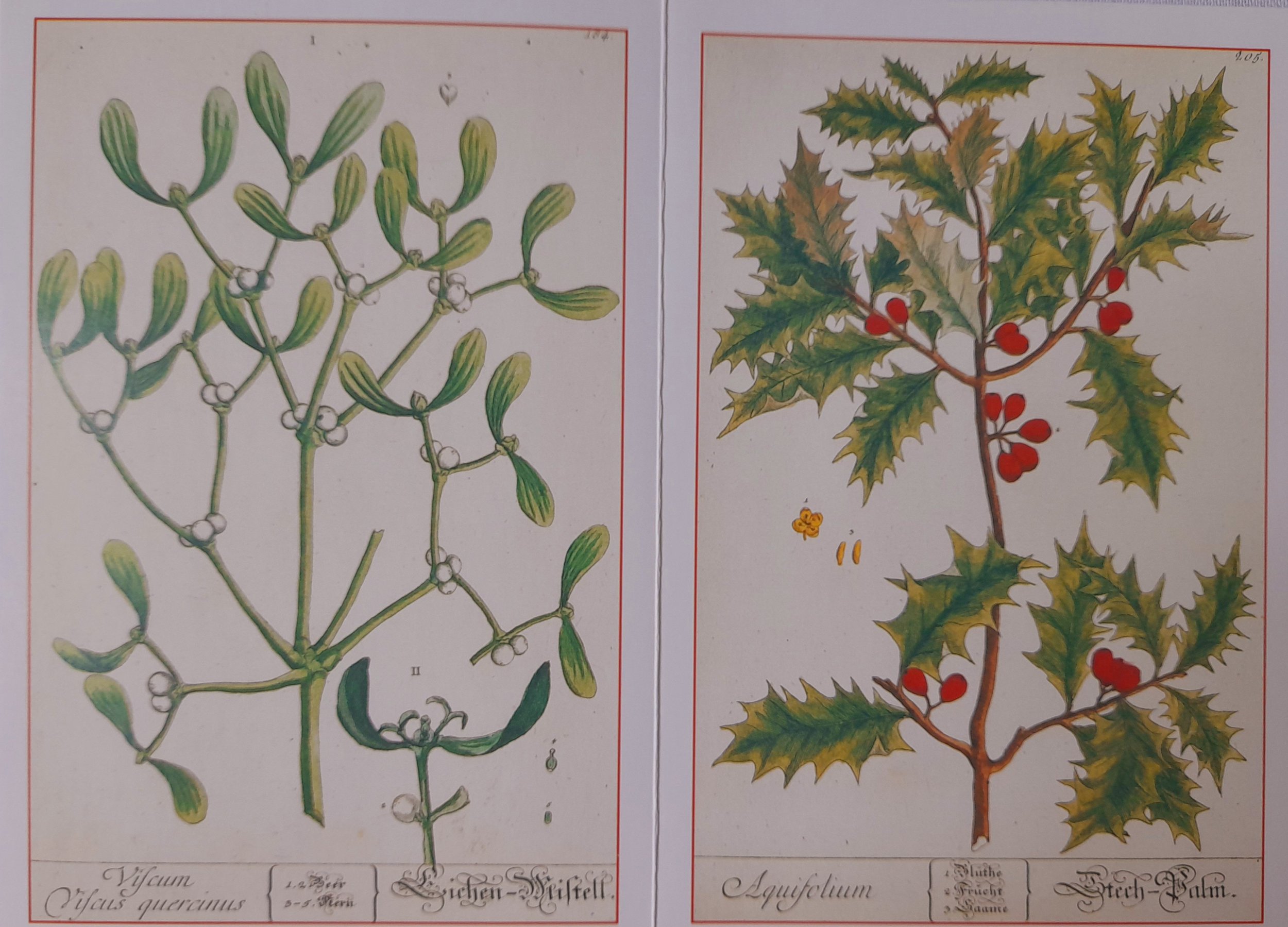 MDU12 Holly and Mistletoe pack of 10 medium Christmas Cards Museum Development