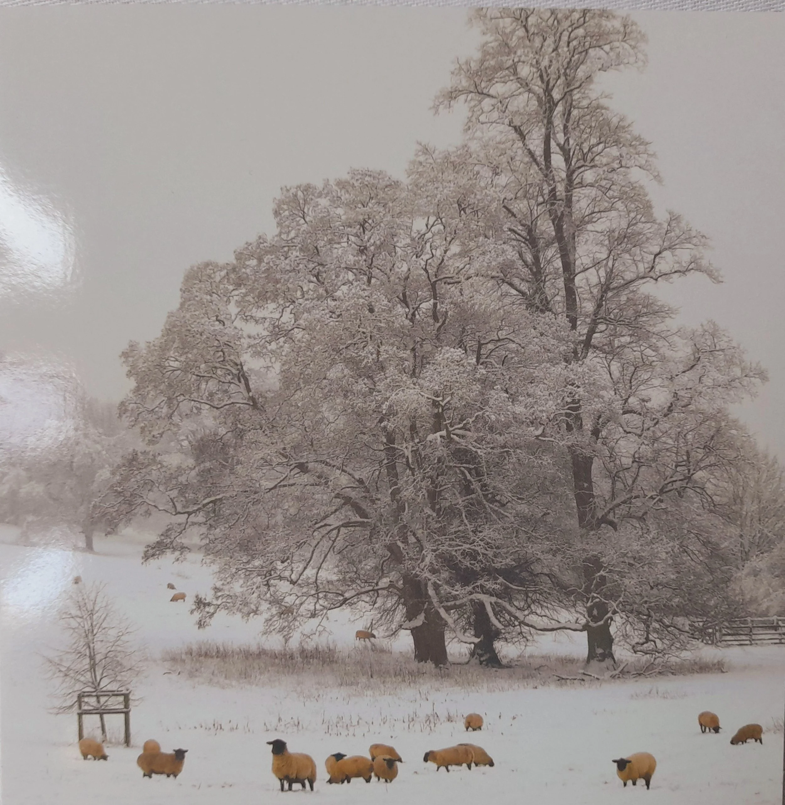 GOS9 Sheep on Chiltern Hills pack of 10 medium Christmas Cards Gift of Sight