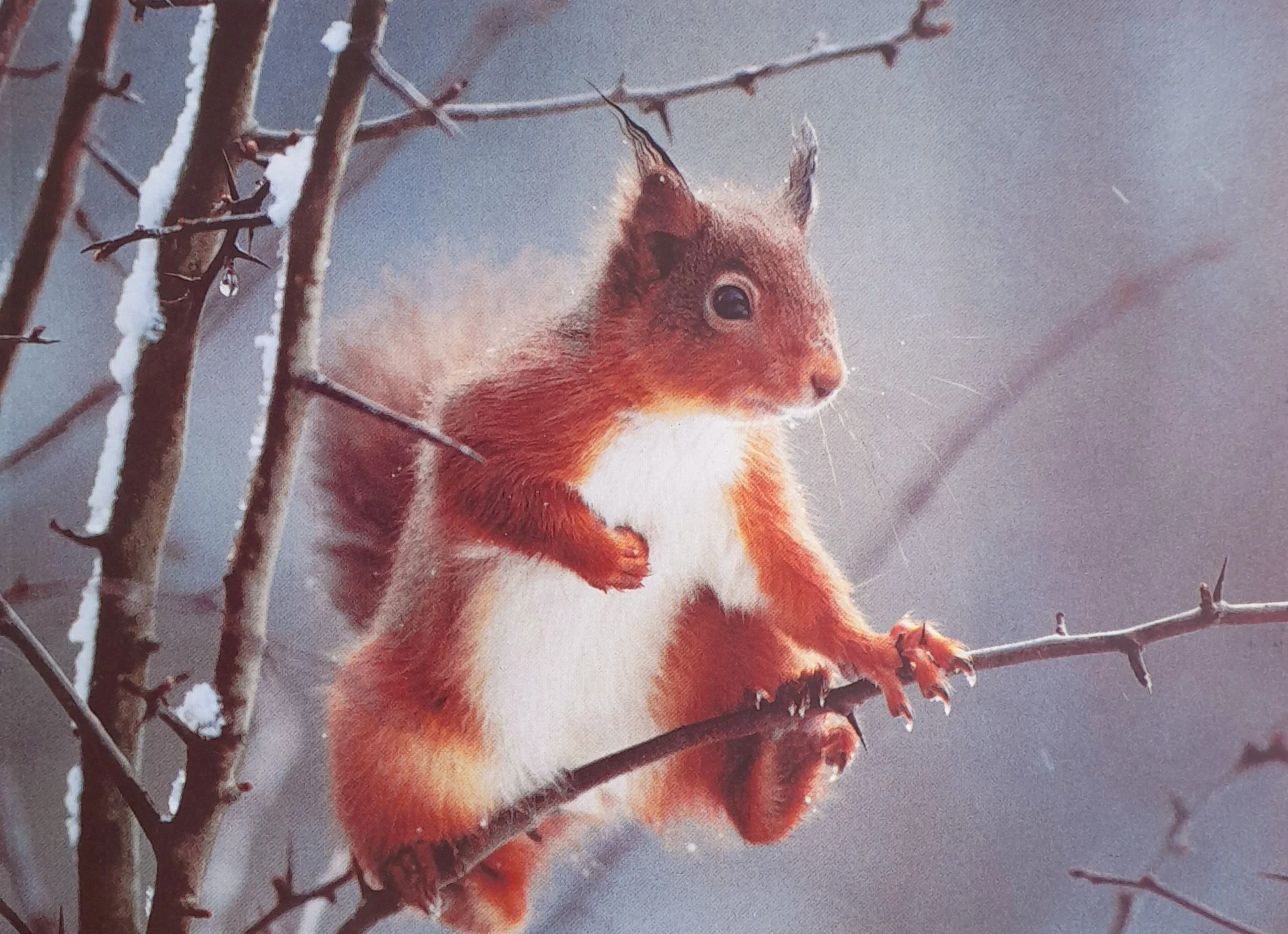 Red Squirrel in Hawthorn (large) pack of 5 Blank Greetings Cards