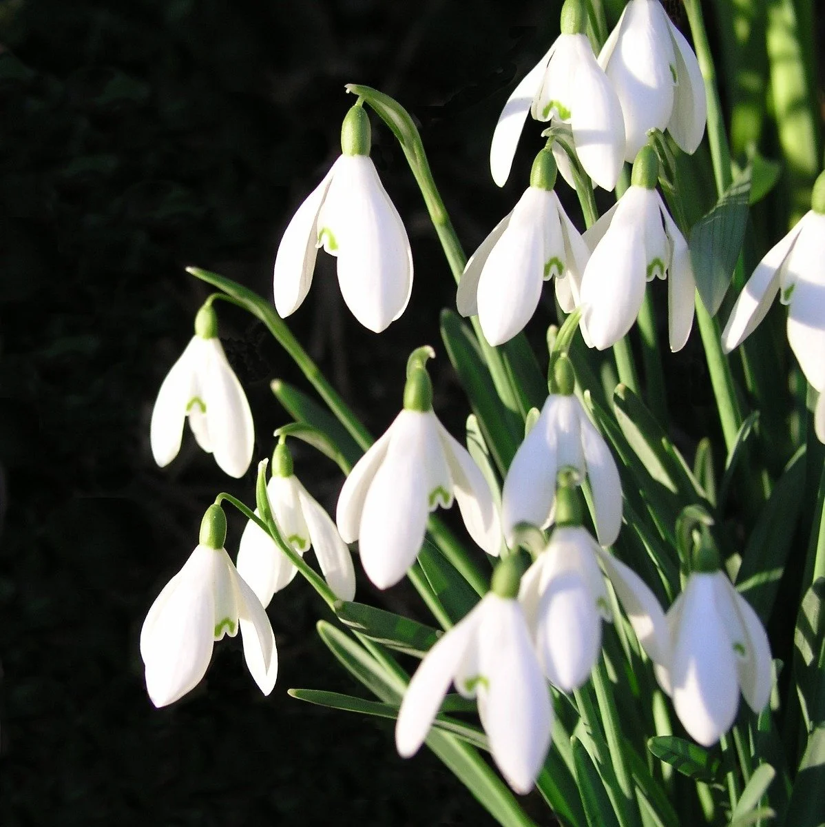 KFP18 Snowdrops pack of 10 Blank Greetings Cards Knit for Peace