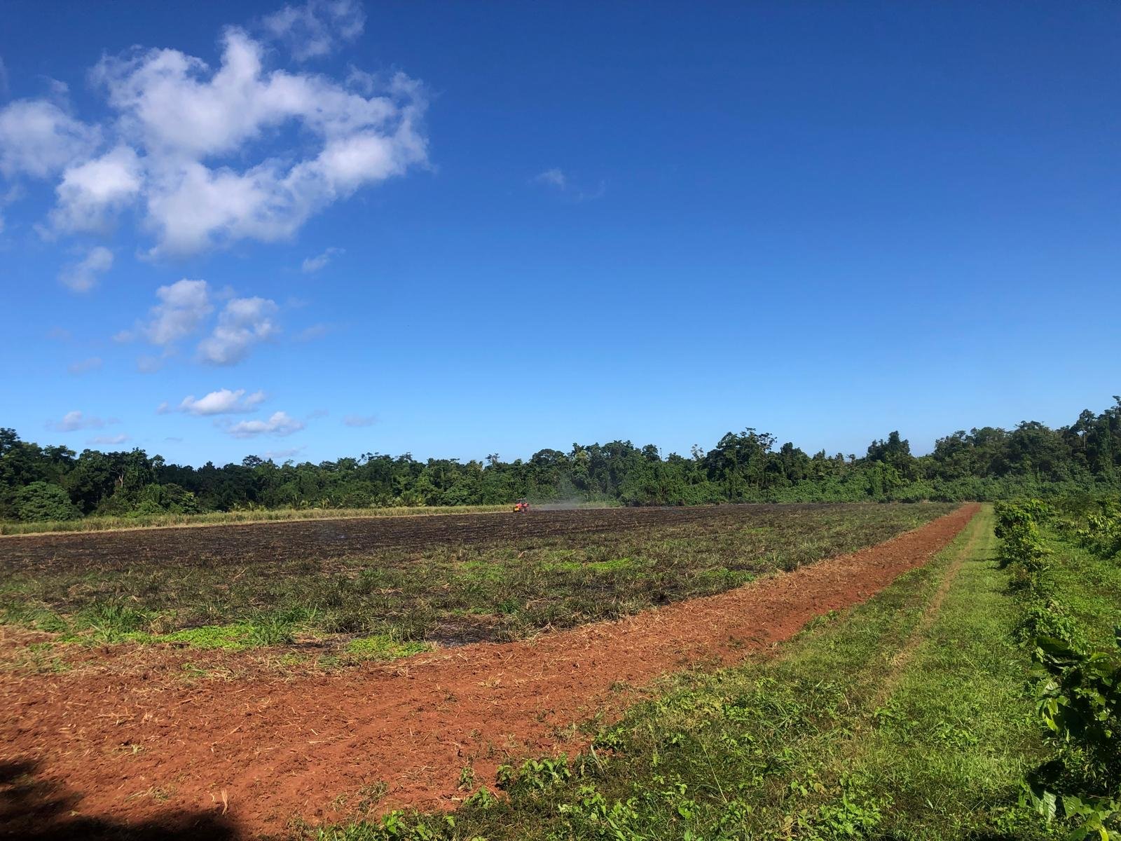 240625 Ground prep plant out 3.jpeg