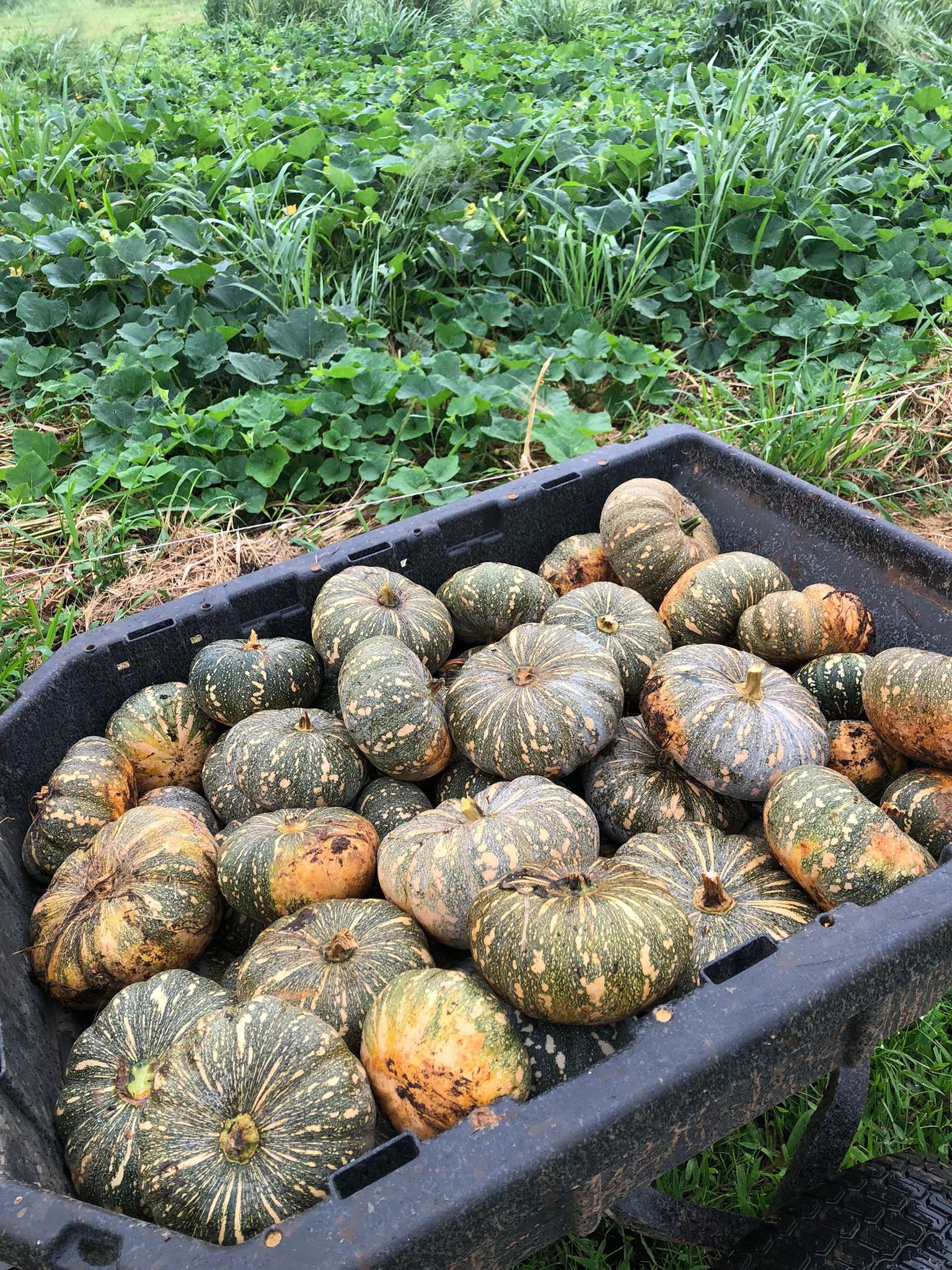 240625 Pumpkin harvest.jpeg
