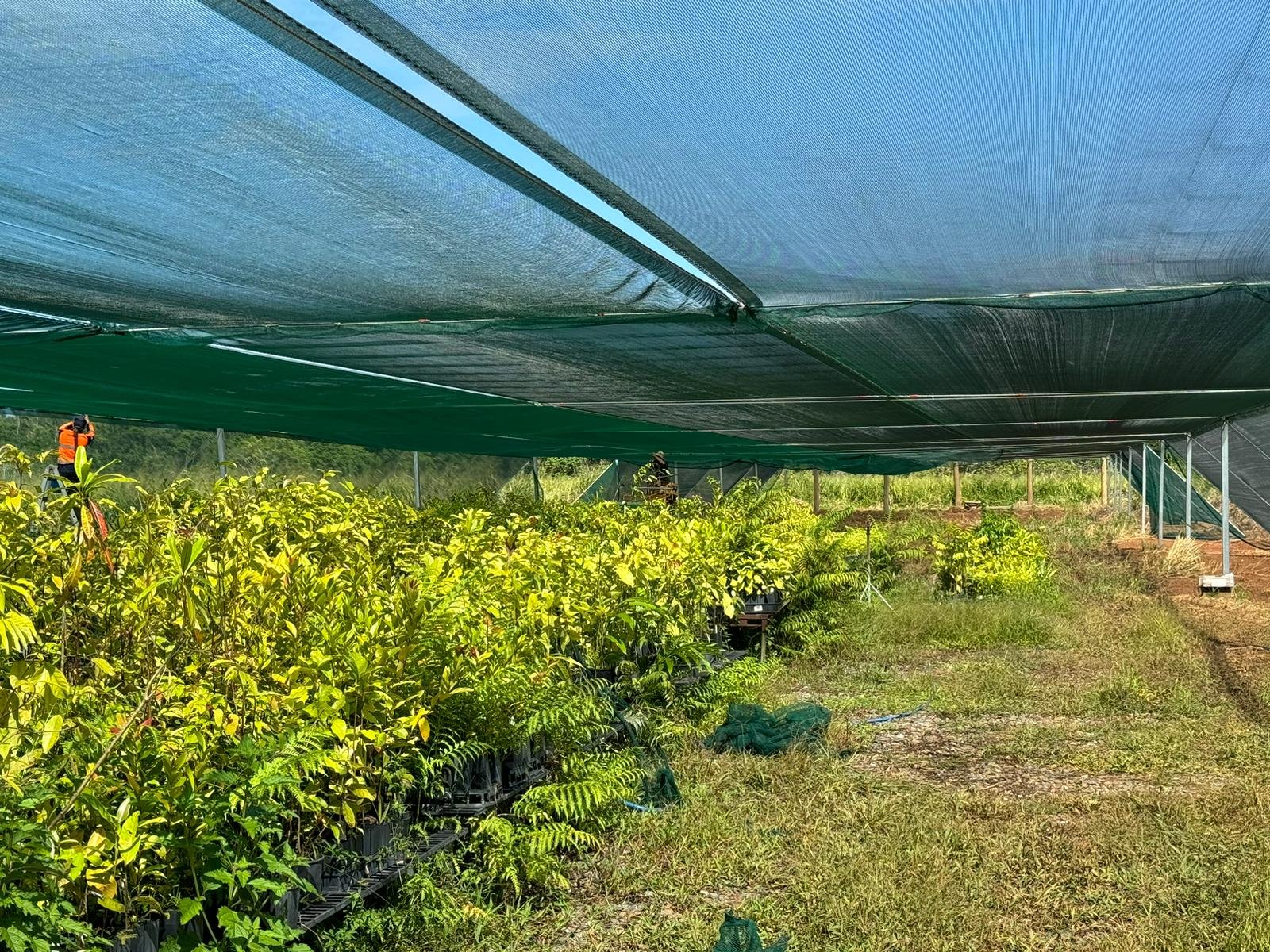 240625 Expanded nursery hardening area.jpeg