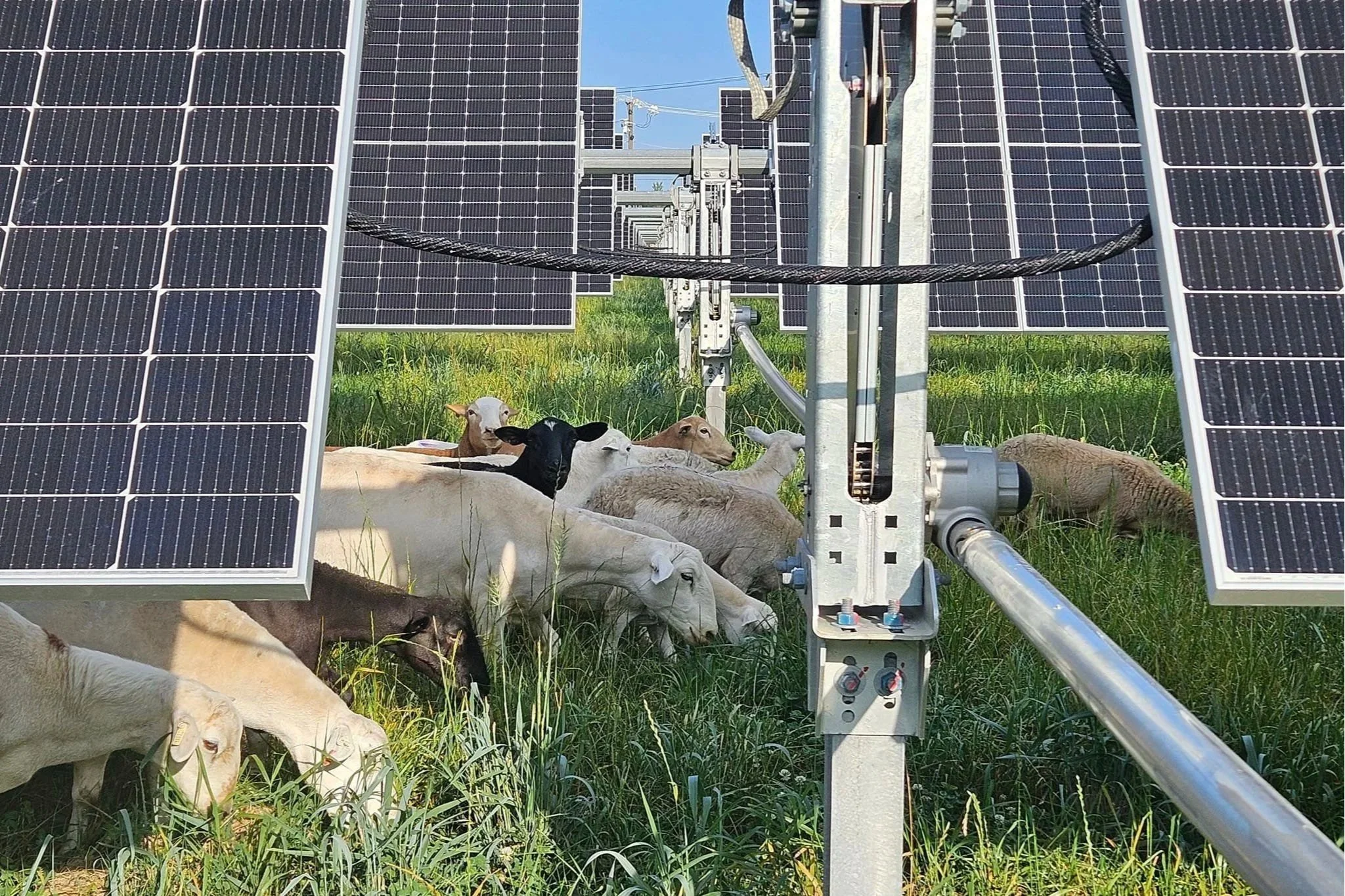 Sheep from Illinois Solar Grazing at a solar site in Cook County, Illinois.