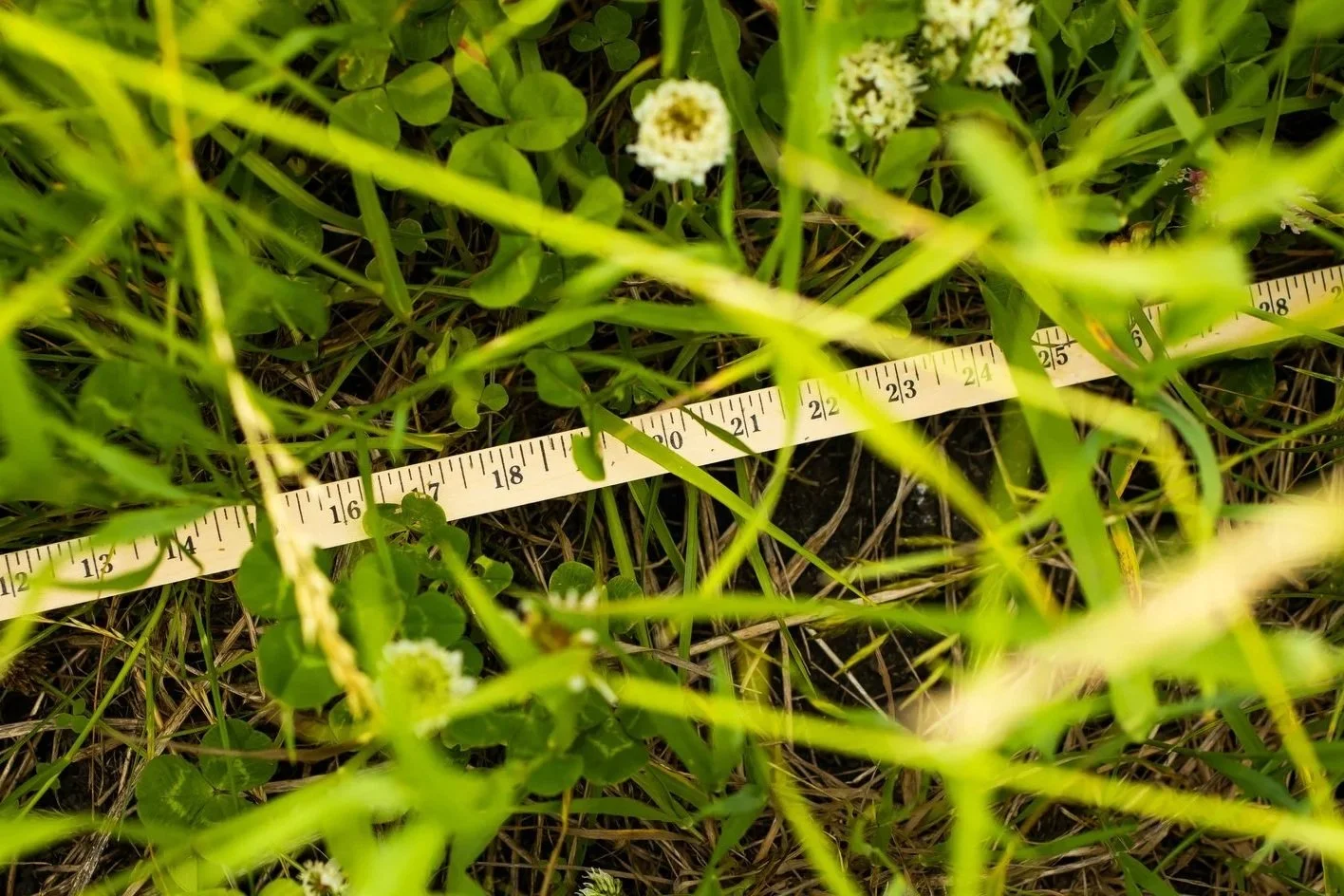 forage measuring stick in grass
