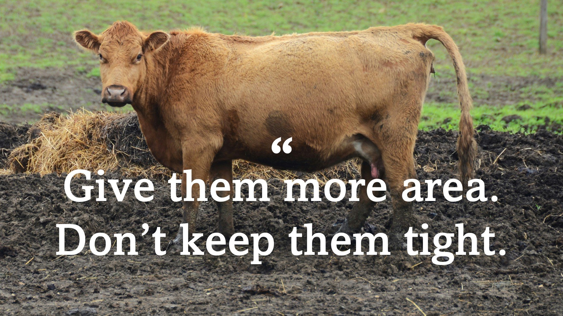 cattle standing in muddy pasture