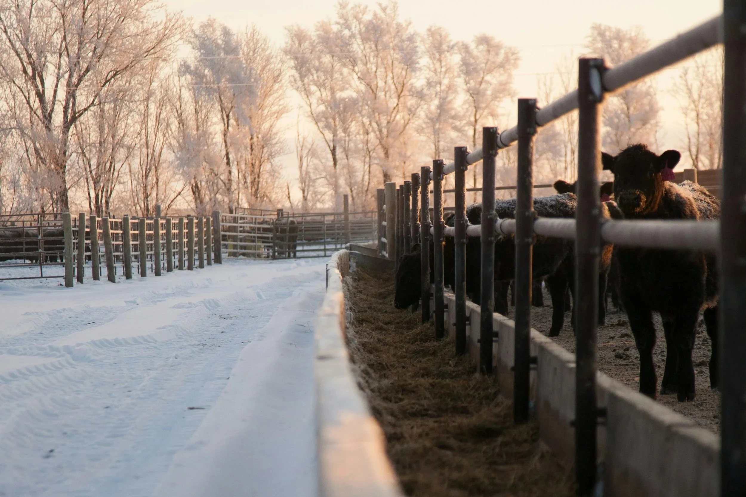 cattle in lot with snow on the ground