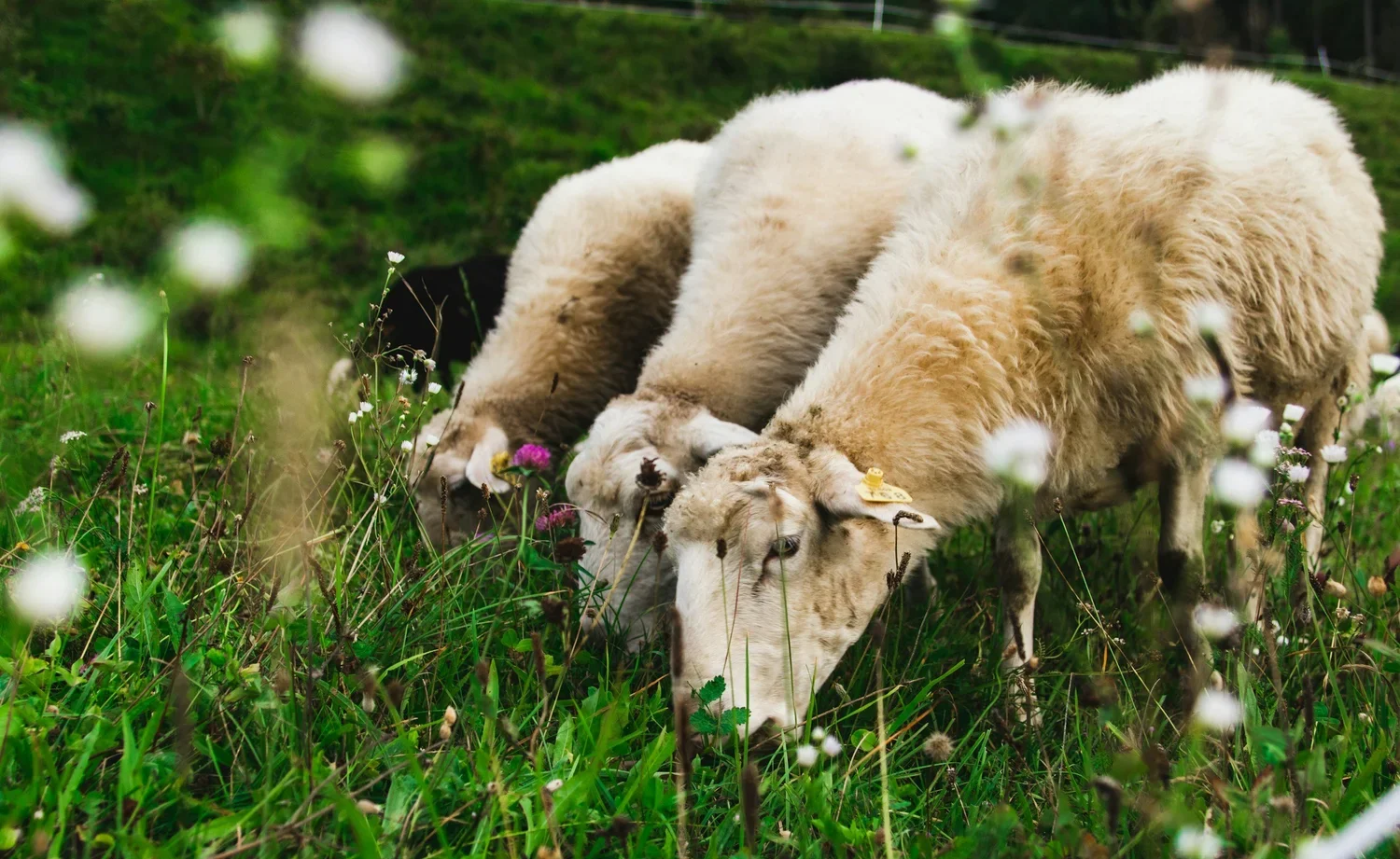 Spring Grazing: Tips for a Successful Season