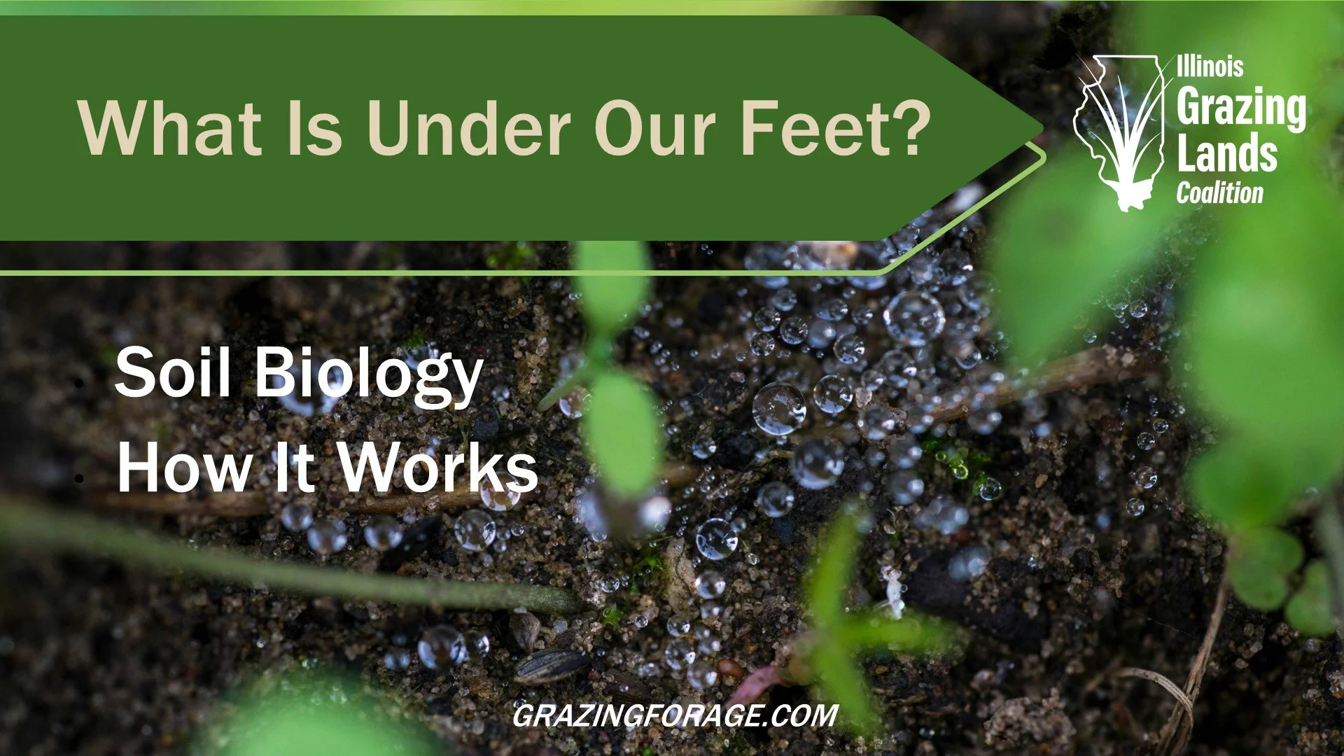 Life under your feet: A grazier's guide to soil biology