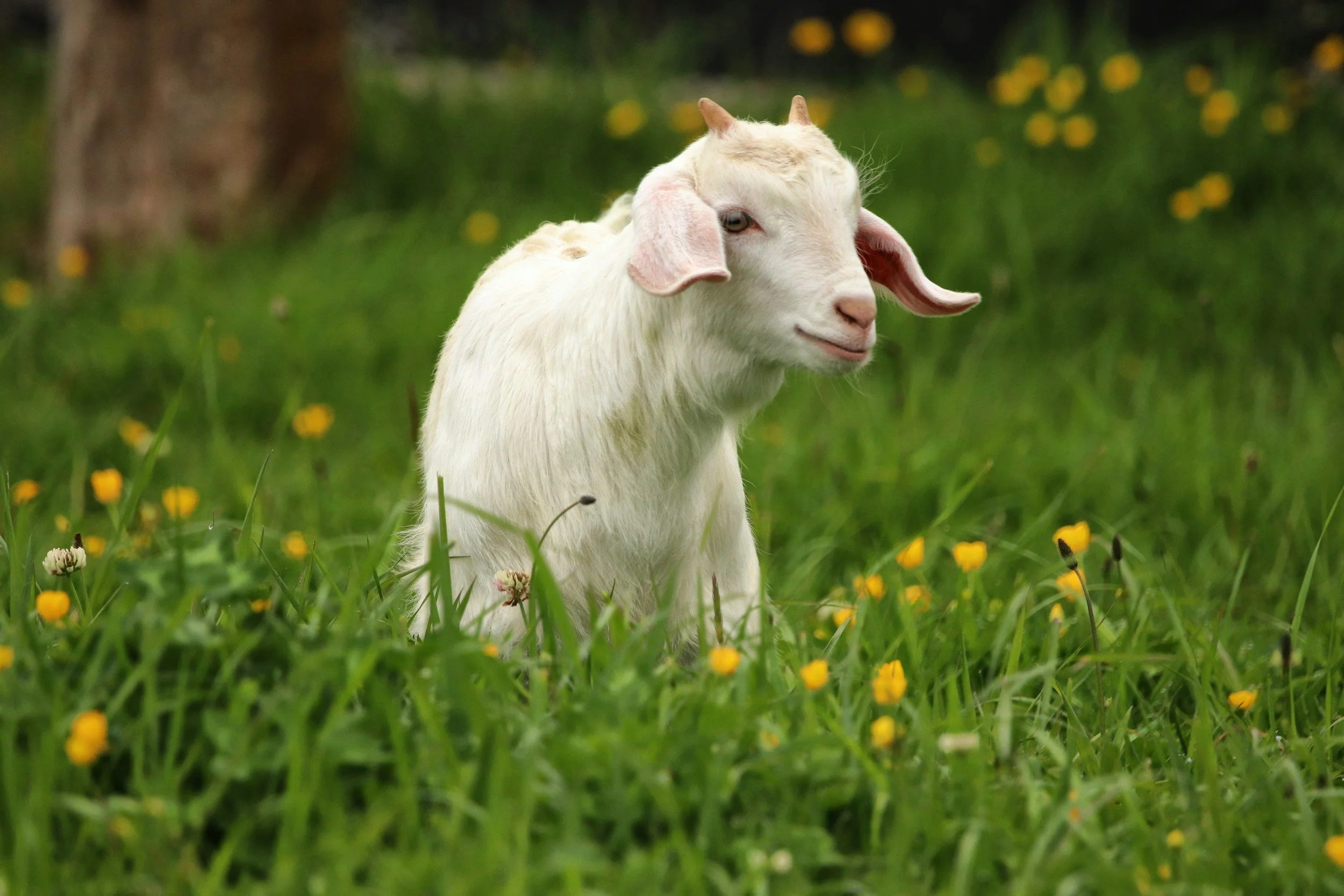 goat in pasture