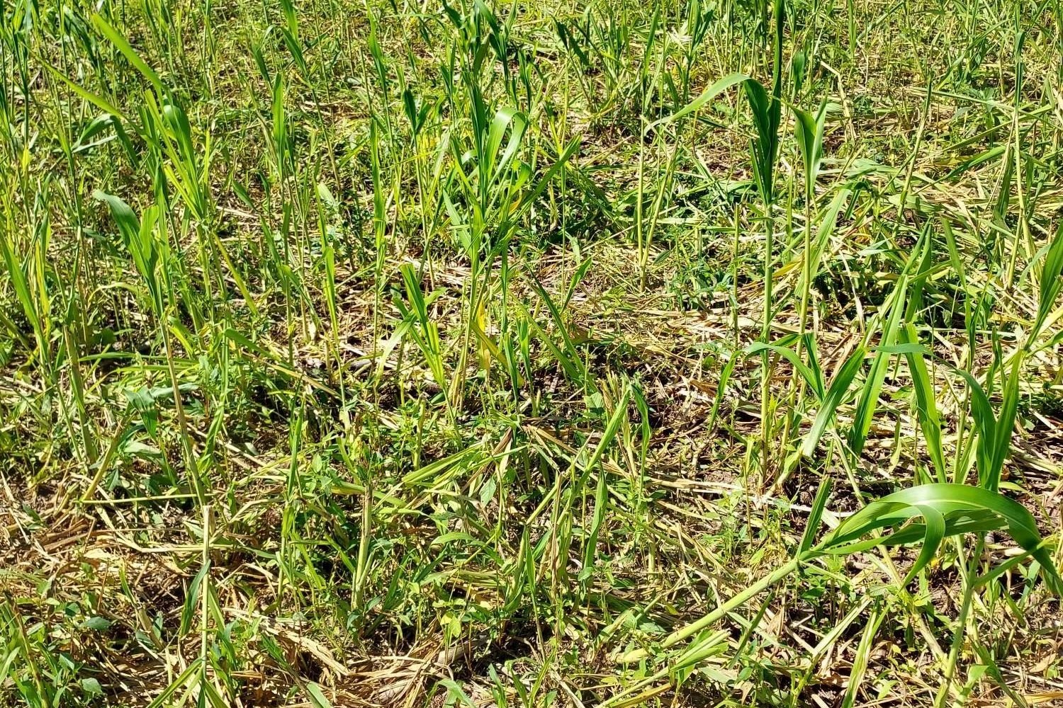 forage tilled into cropland