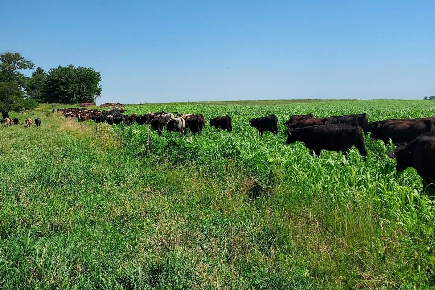 cattle grazing regenerative pasture
