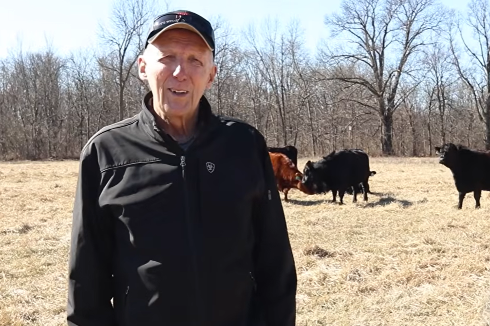 stockpiled pasture of Kentucky 31 fescue with cattle grazing