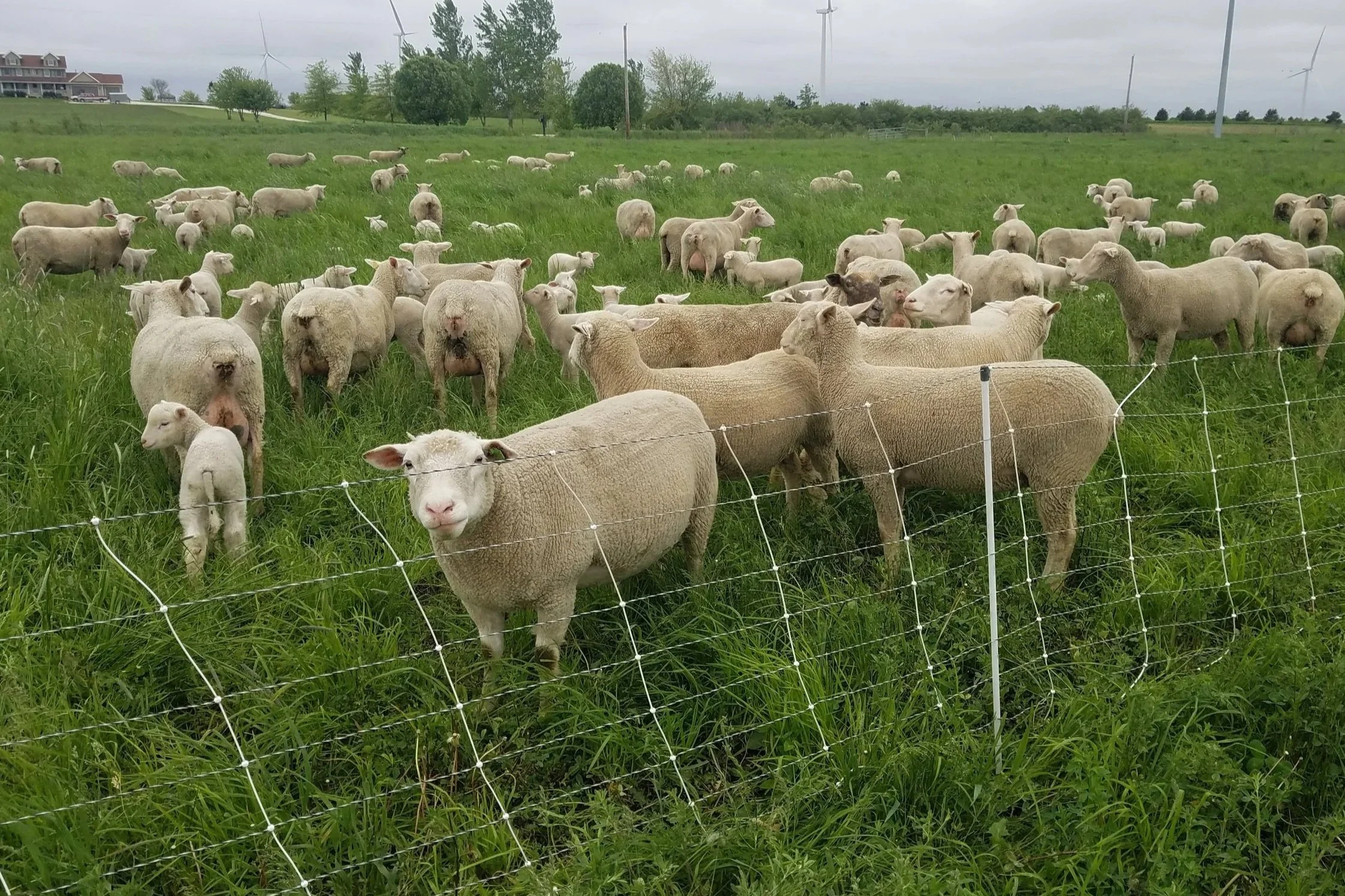 sheep grazing pasture