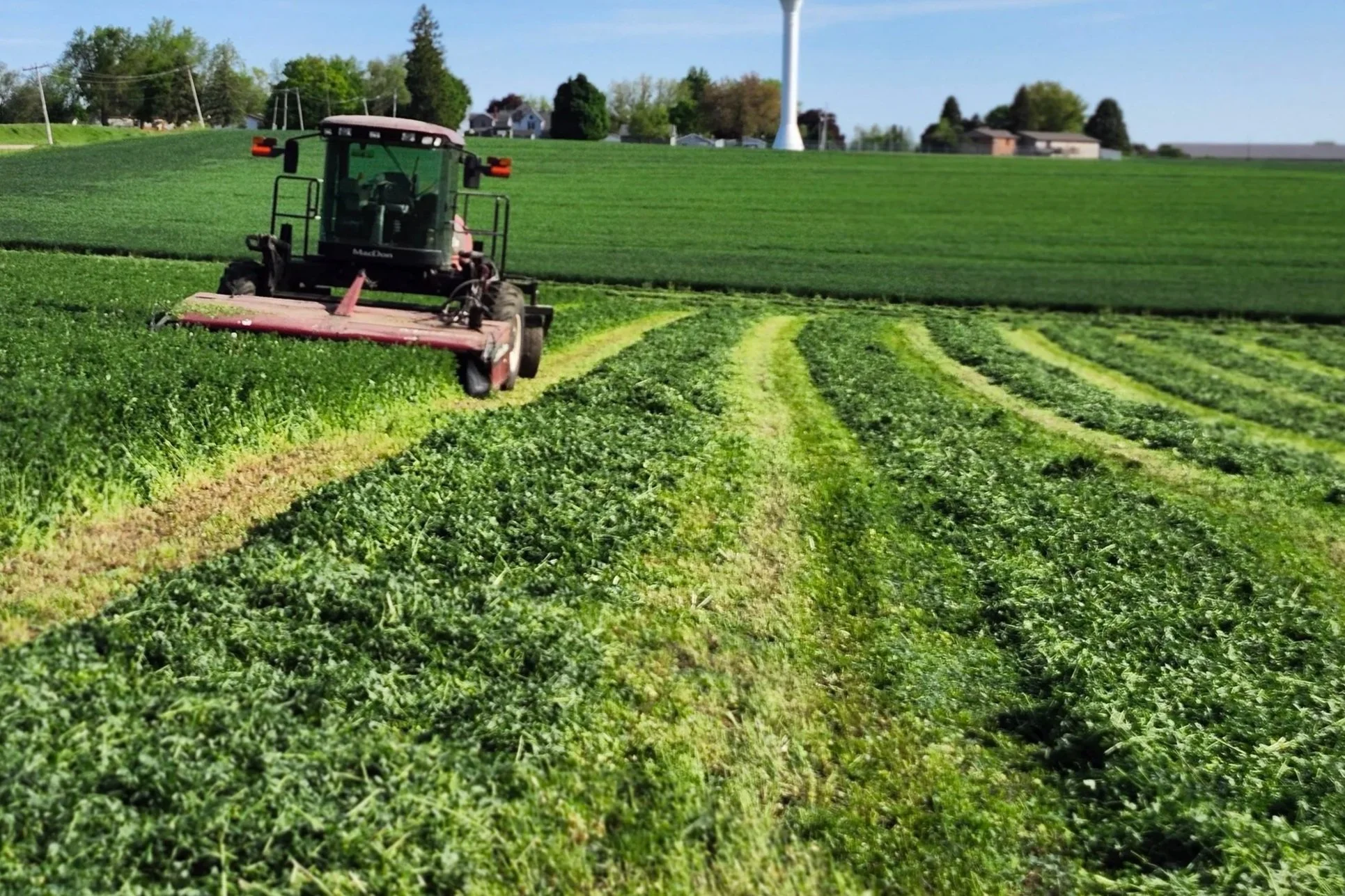 alfalfa growing and tractor cutting alfalfa