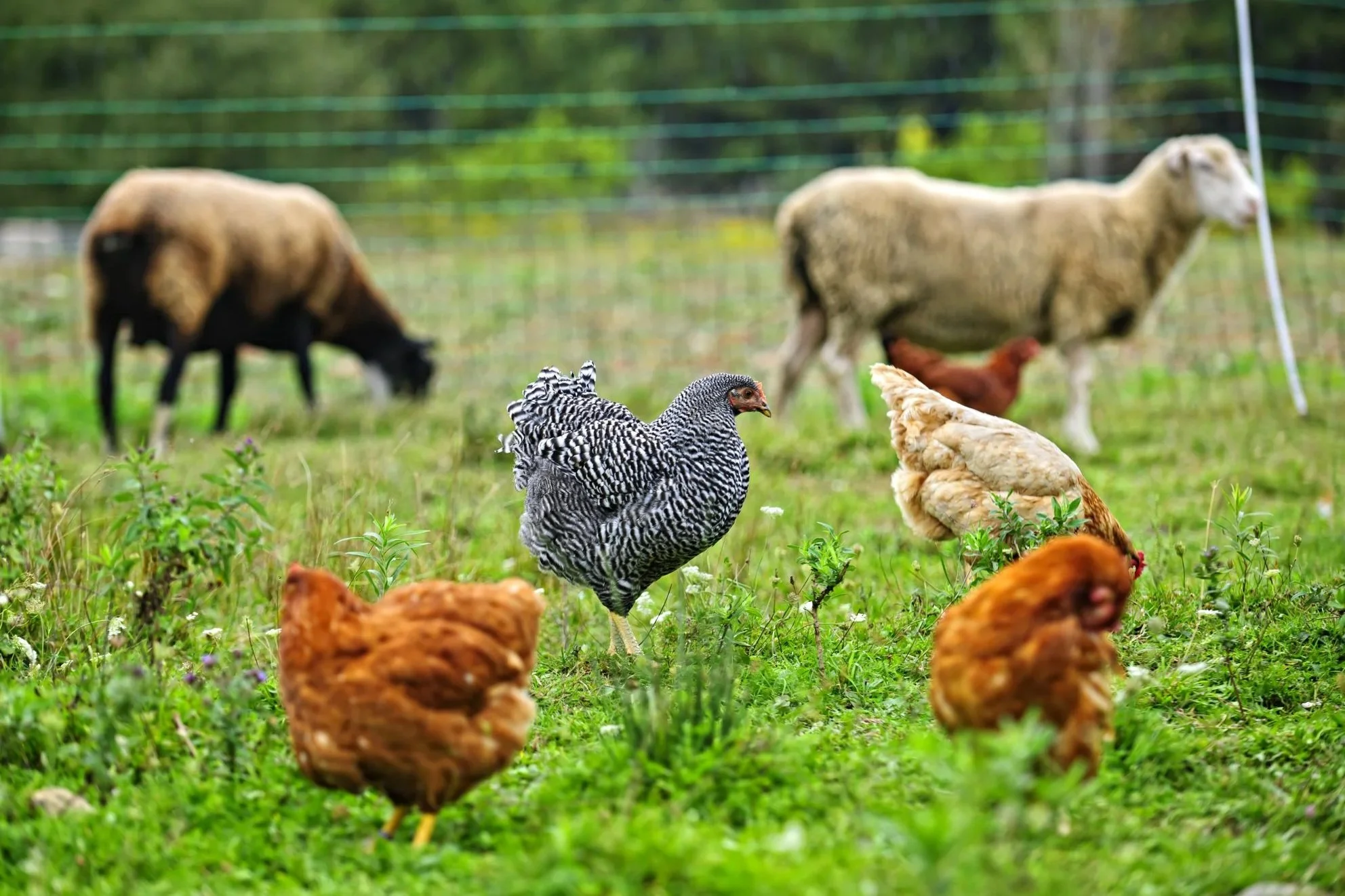 chickens and sheep grazing in pasture