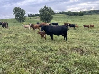 cattle on pasture