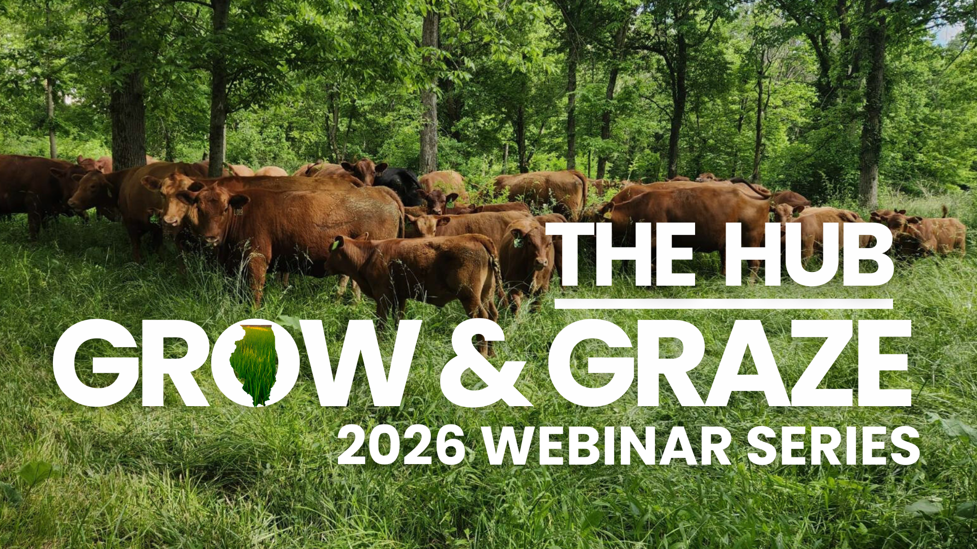 cattle in pasture advertising the Hub Grow & Graze 2026 webinar series