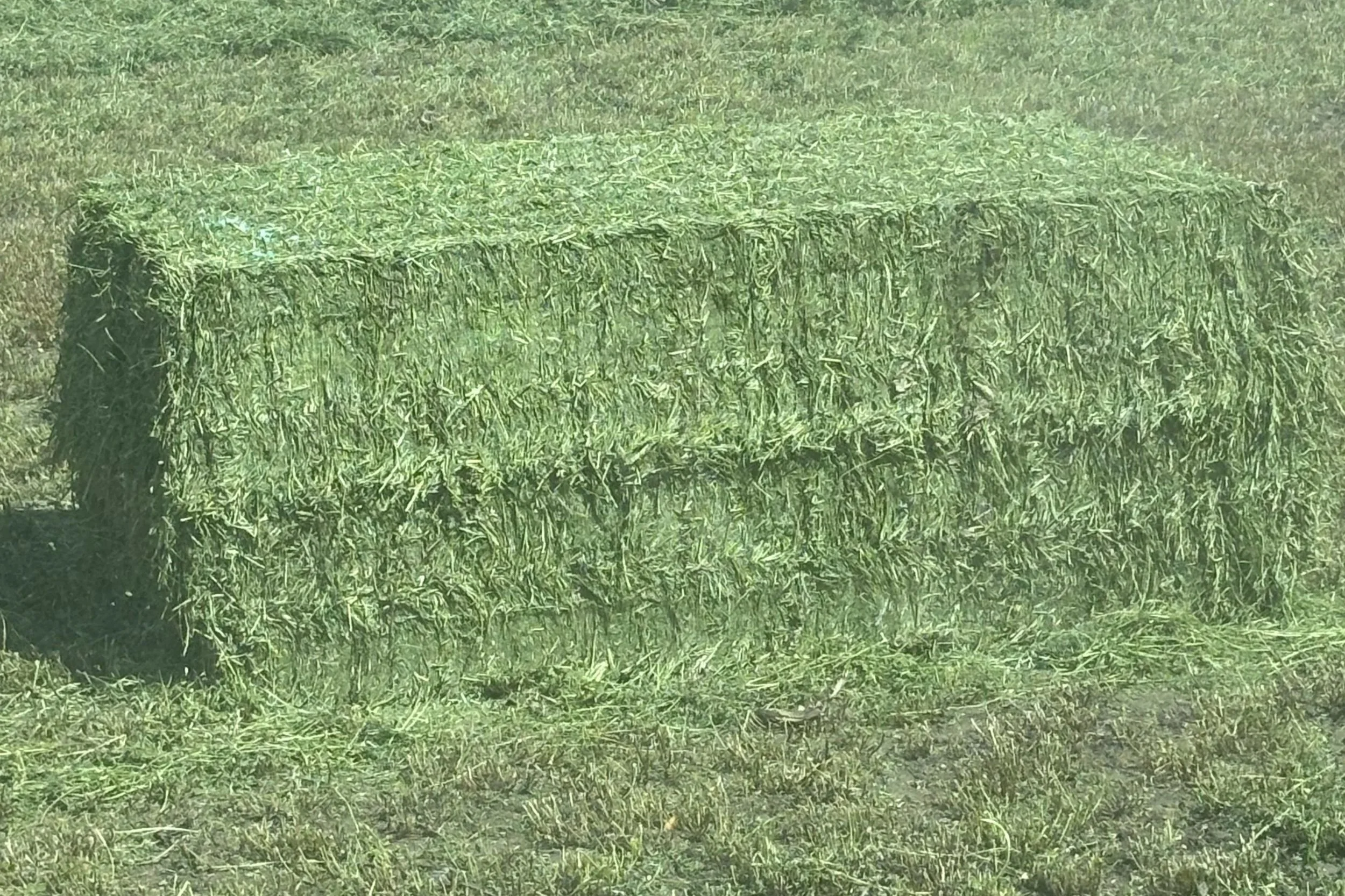 alfalfa hay