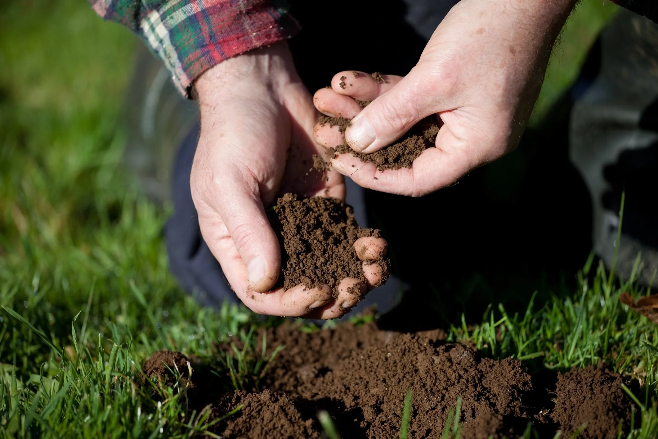 person holding dark soil in green field