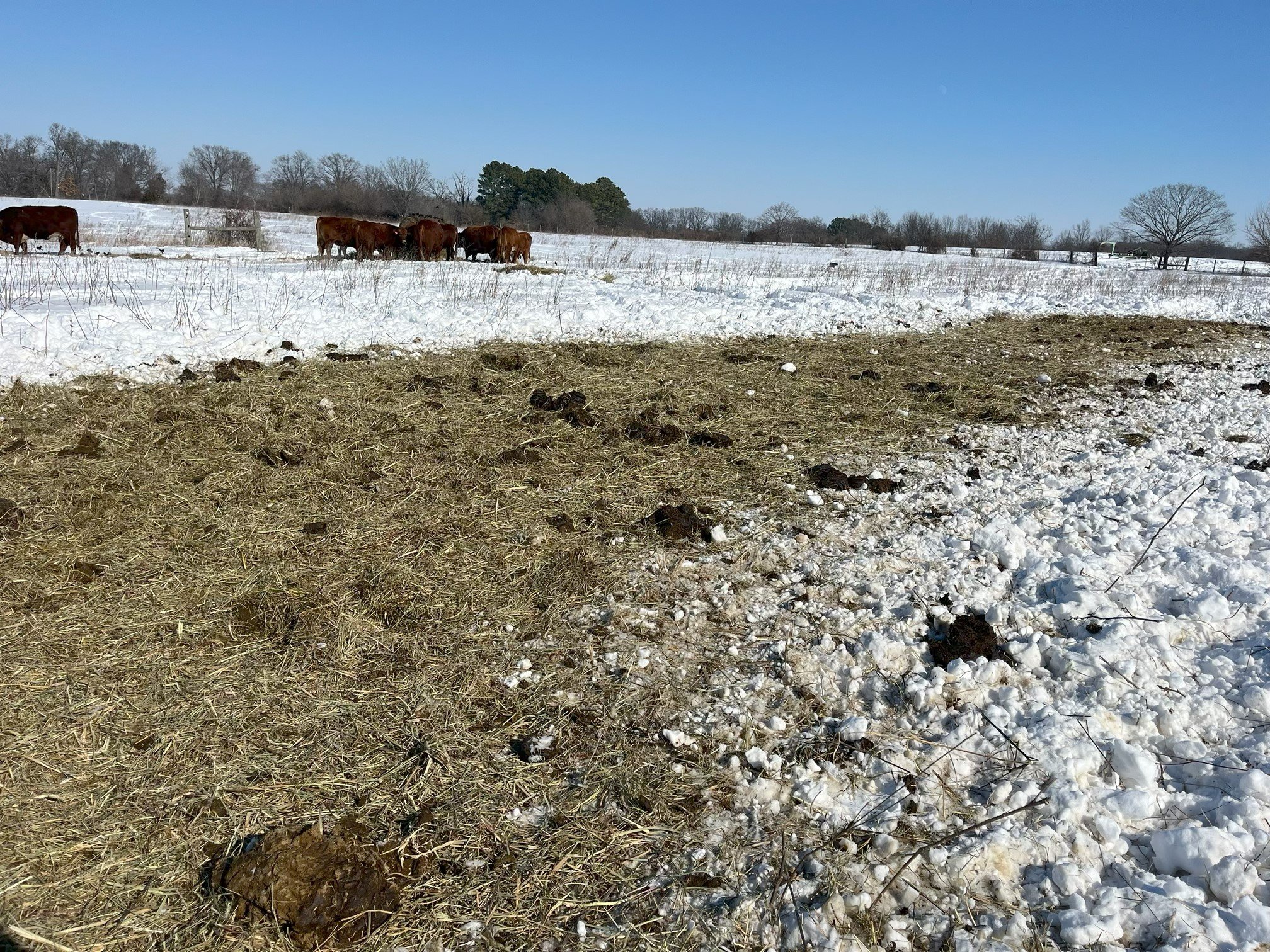 unrolling hay in pasture with cows
