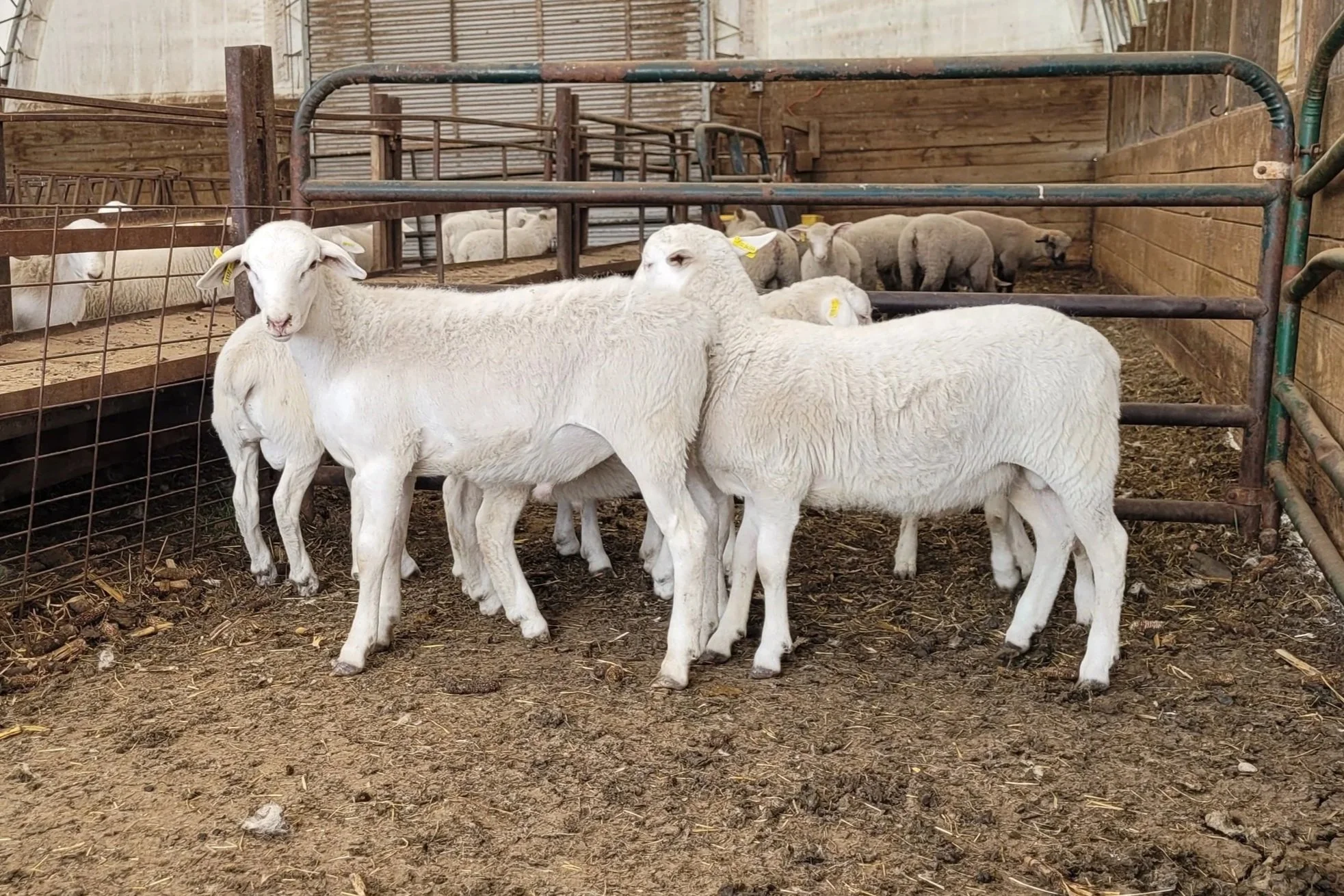 sheep in barn