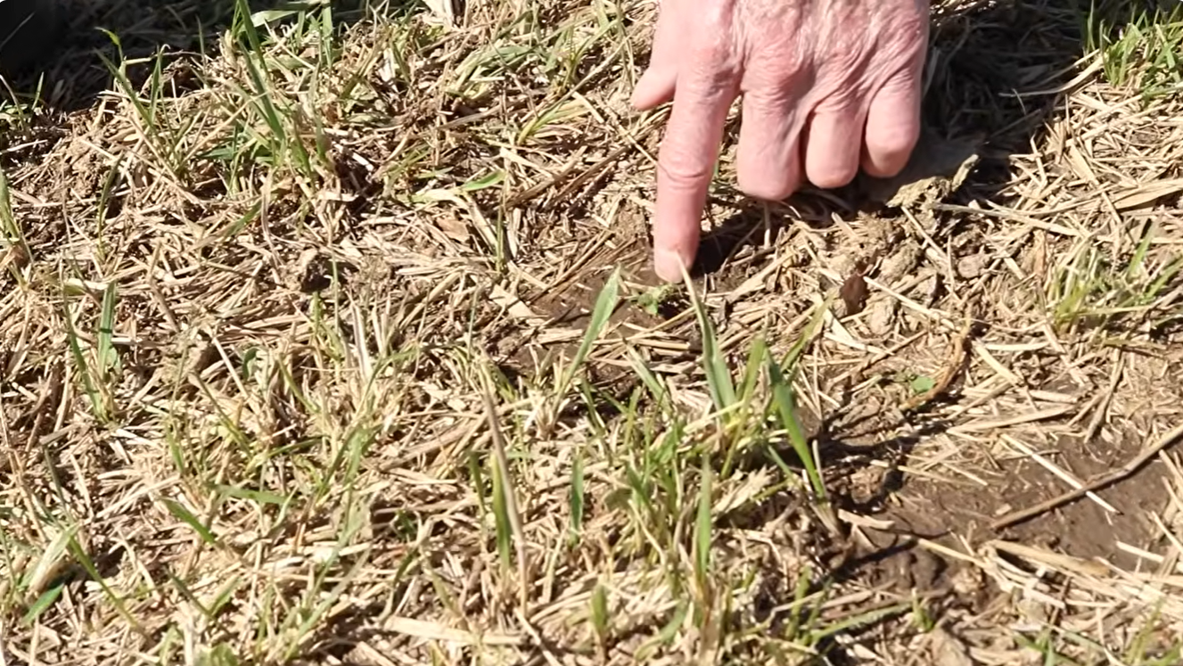 grazed pasture showing about 3 inches of forage growth and bare spots