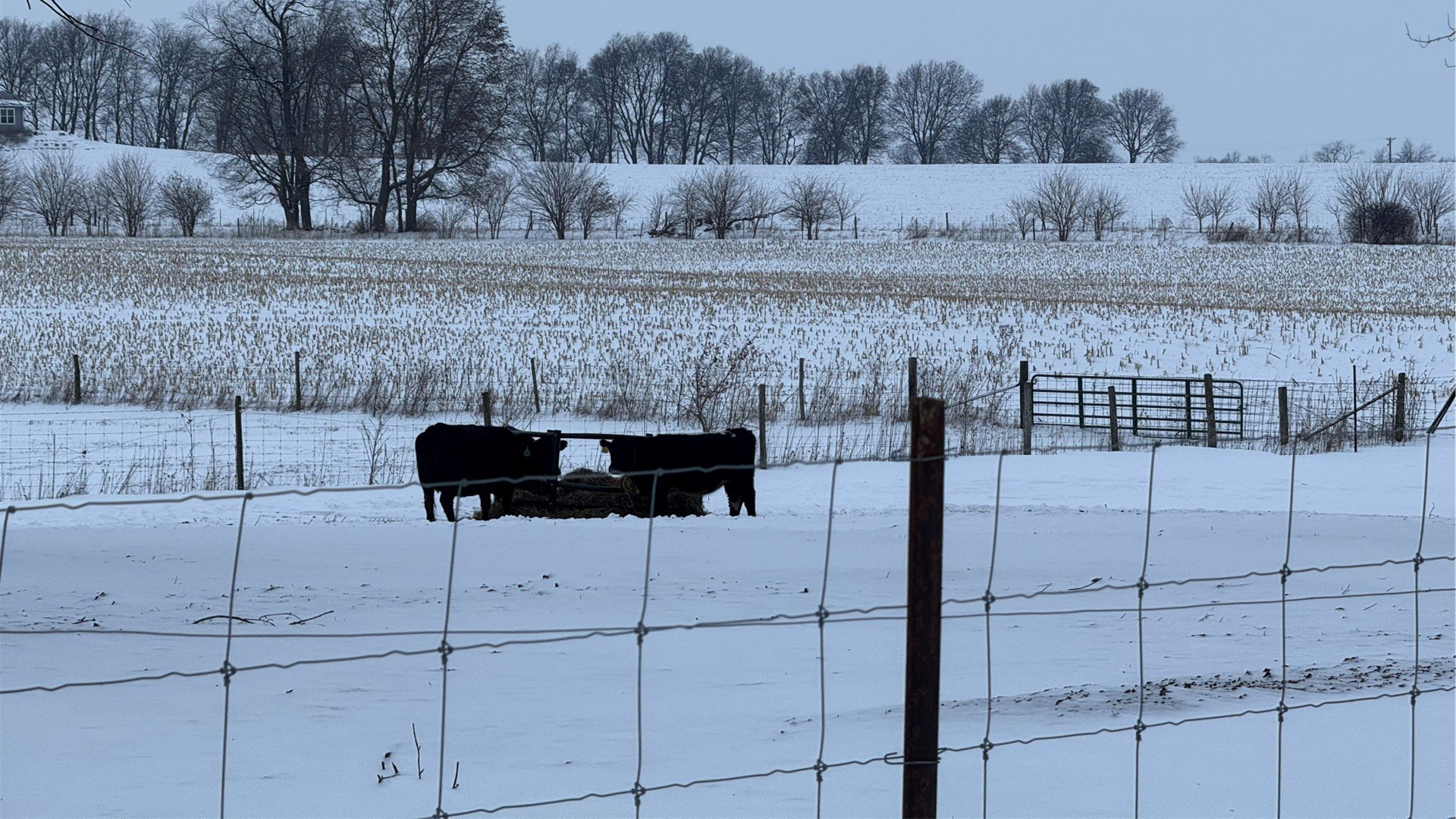 cattle with hay bale