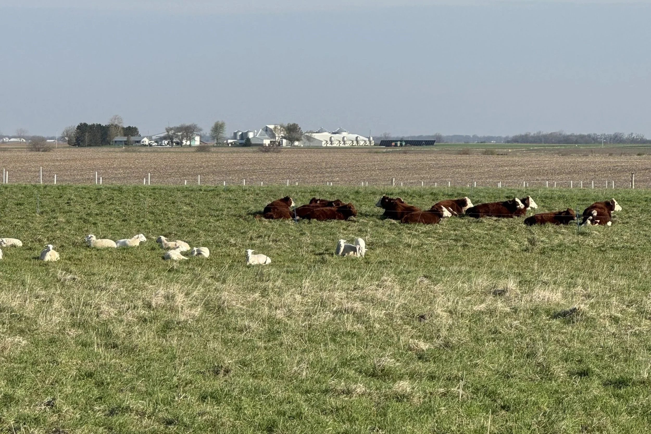 sheep and cattle grazing