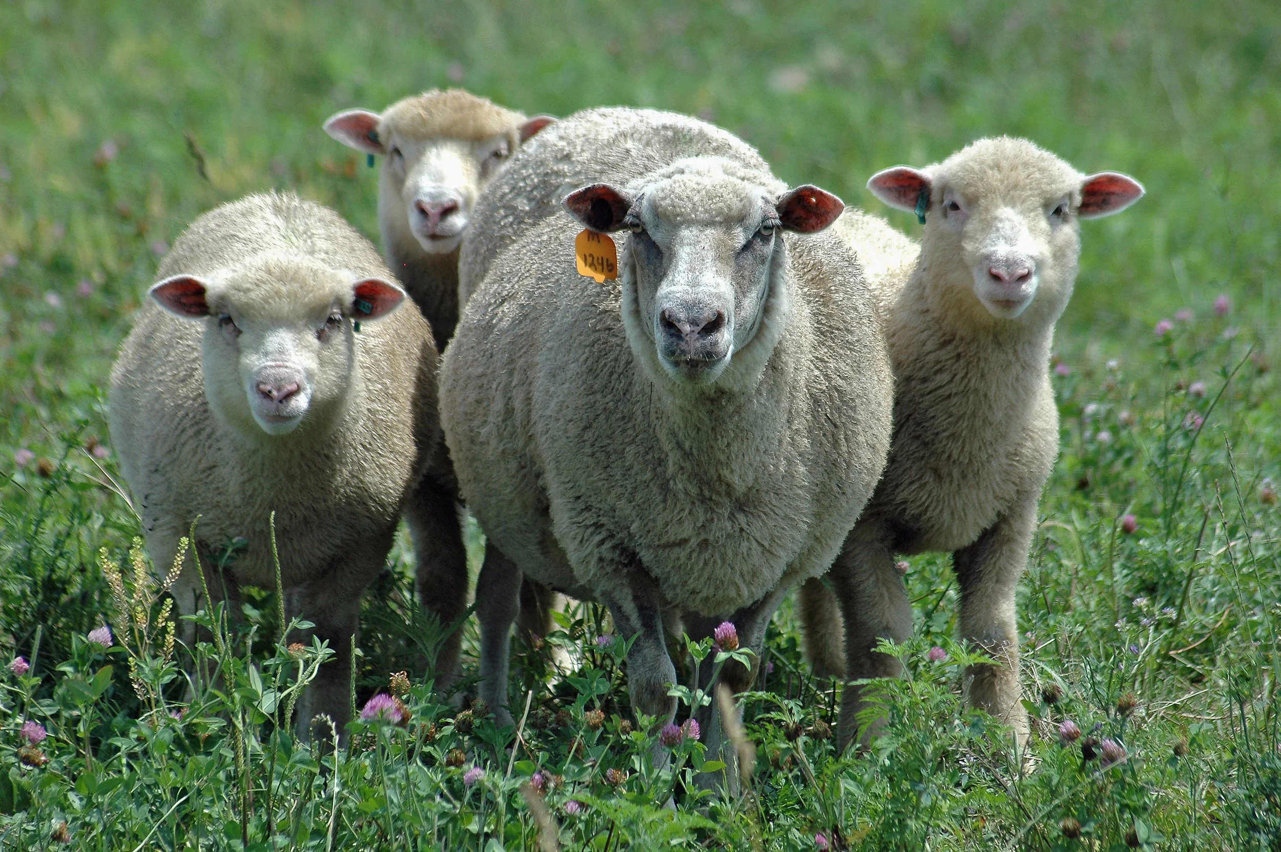When opportunity knocks, open the gate and let the sheep in