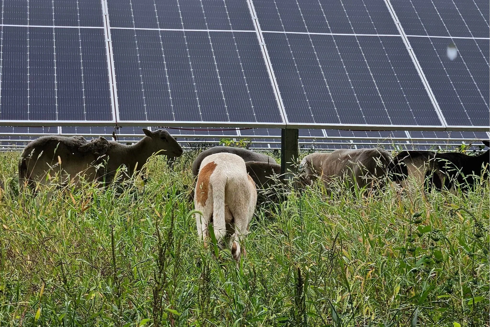 Sheep from Illinois Solar Grazing at a solar site in Kankakee County, Illinois.