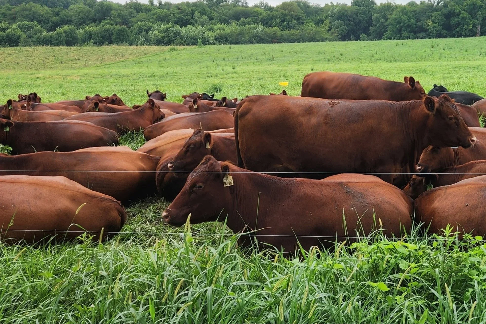 cattle in pasture